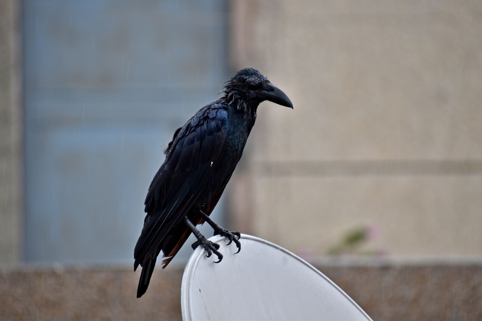 Nikon D5600 sample photo. Raven, bird, drenched photography