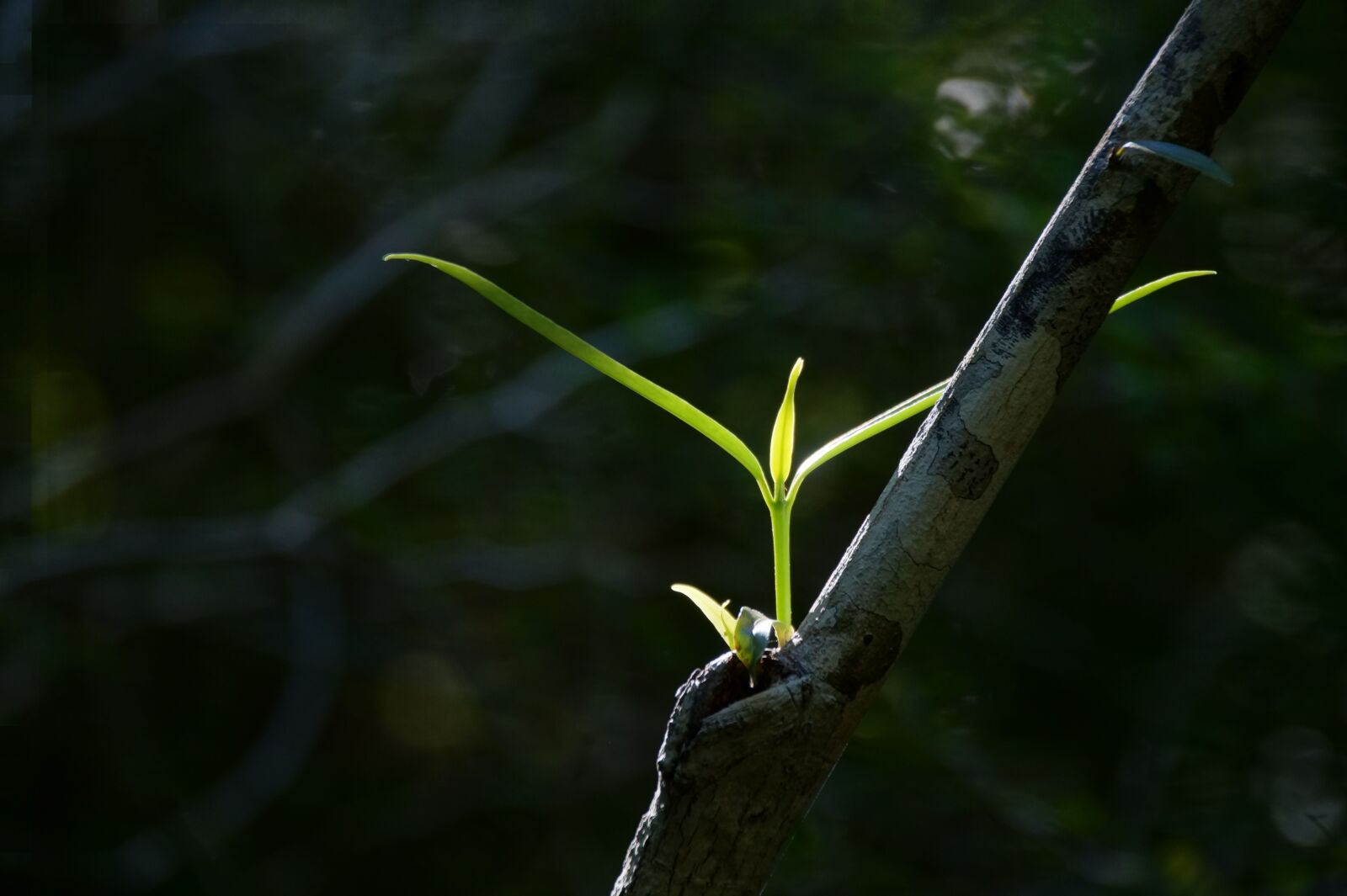 Sony SLT-A58 sample photo. Plant, young, nature photography