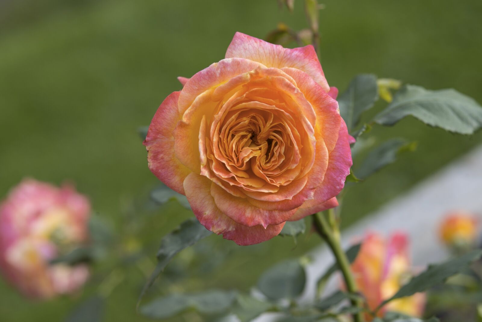Nikon D800E sample photo. Rose, flower, blossom photography
