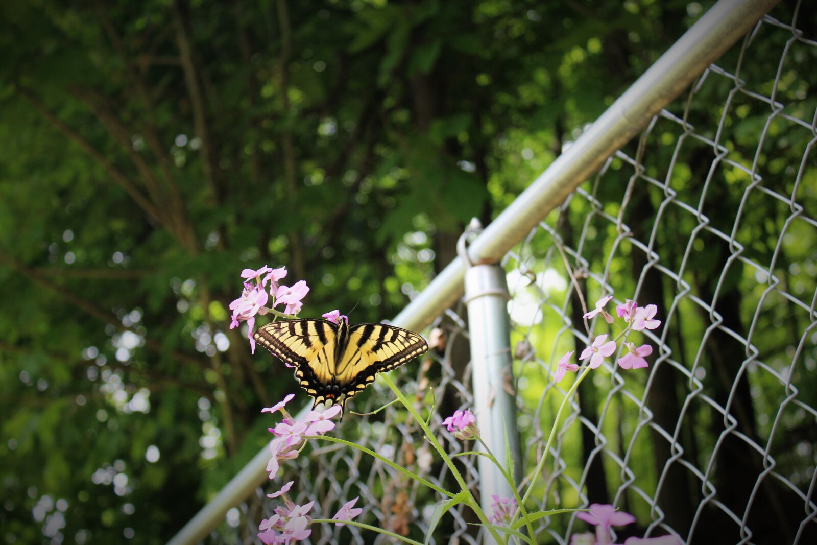 Canon EOS 1200D (EOS Rebel T5 / EOS Kiss X70 / EOS Hi) sample photo. Butterfly, chain, link, fence photography