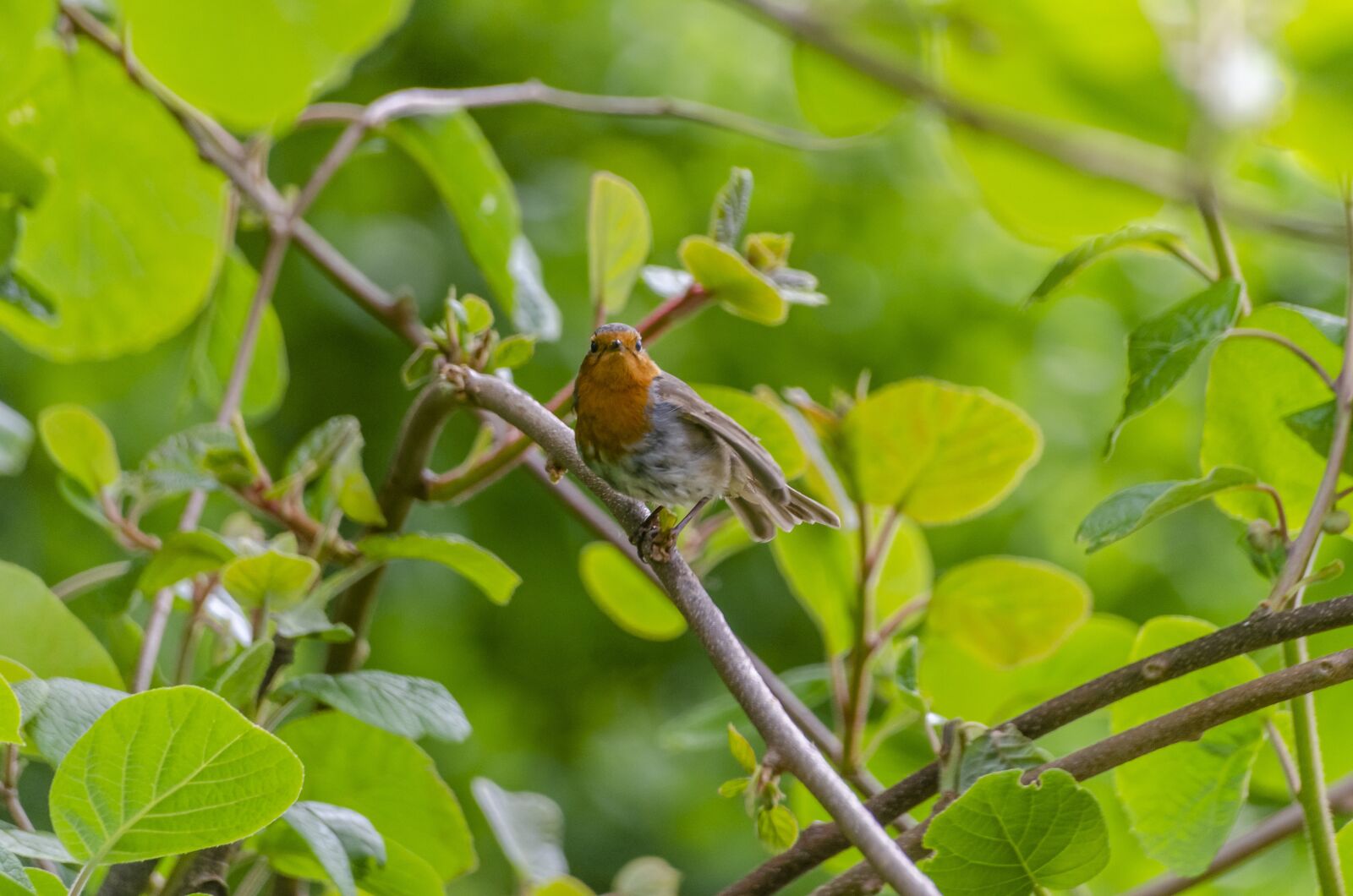 Nikon D7000 sample photo JsWIoDBNHh ExploreCams