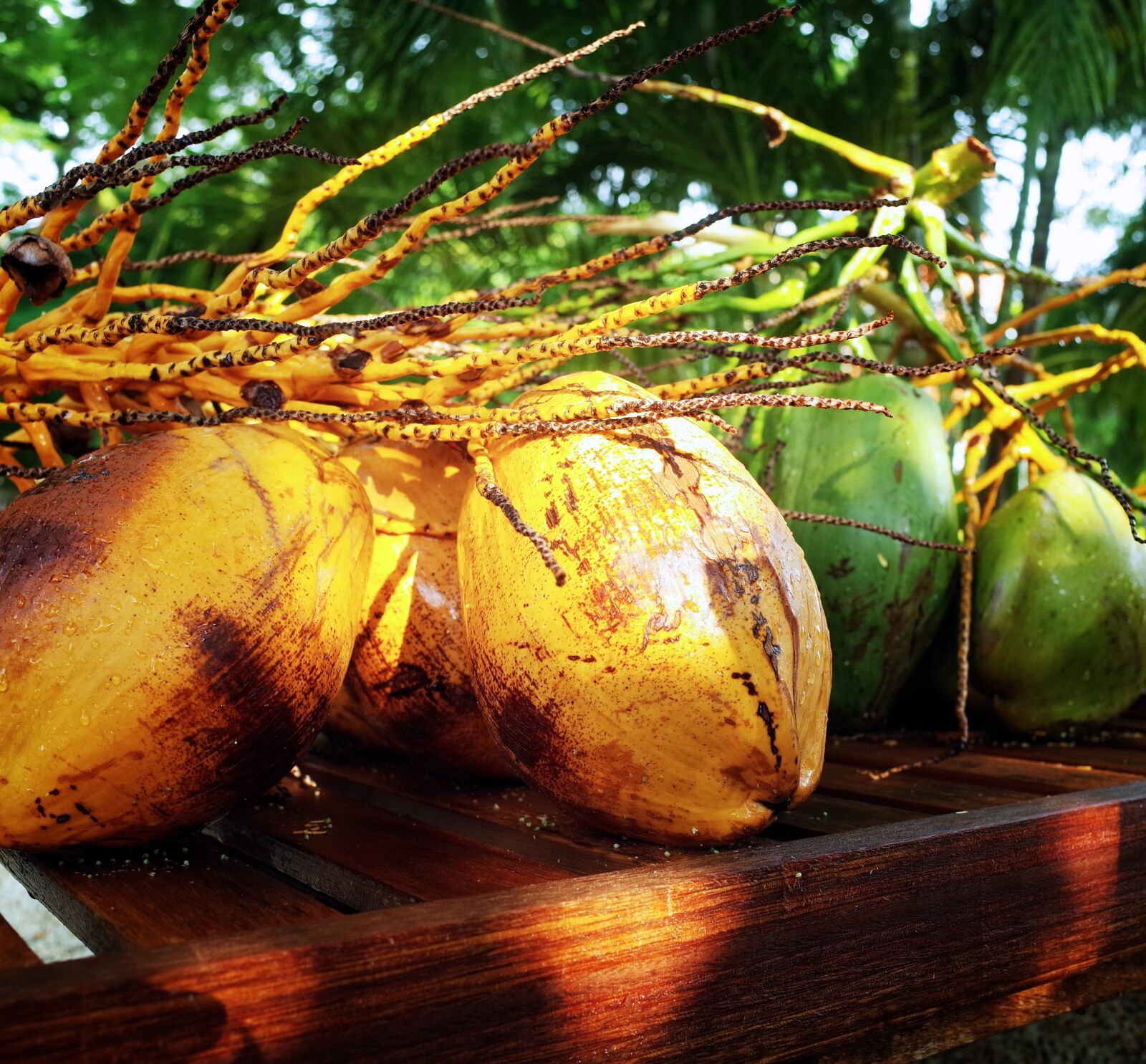 Ricoh GR + GR Lens sample photo. Coconut, tropical fruit, food photography