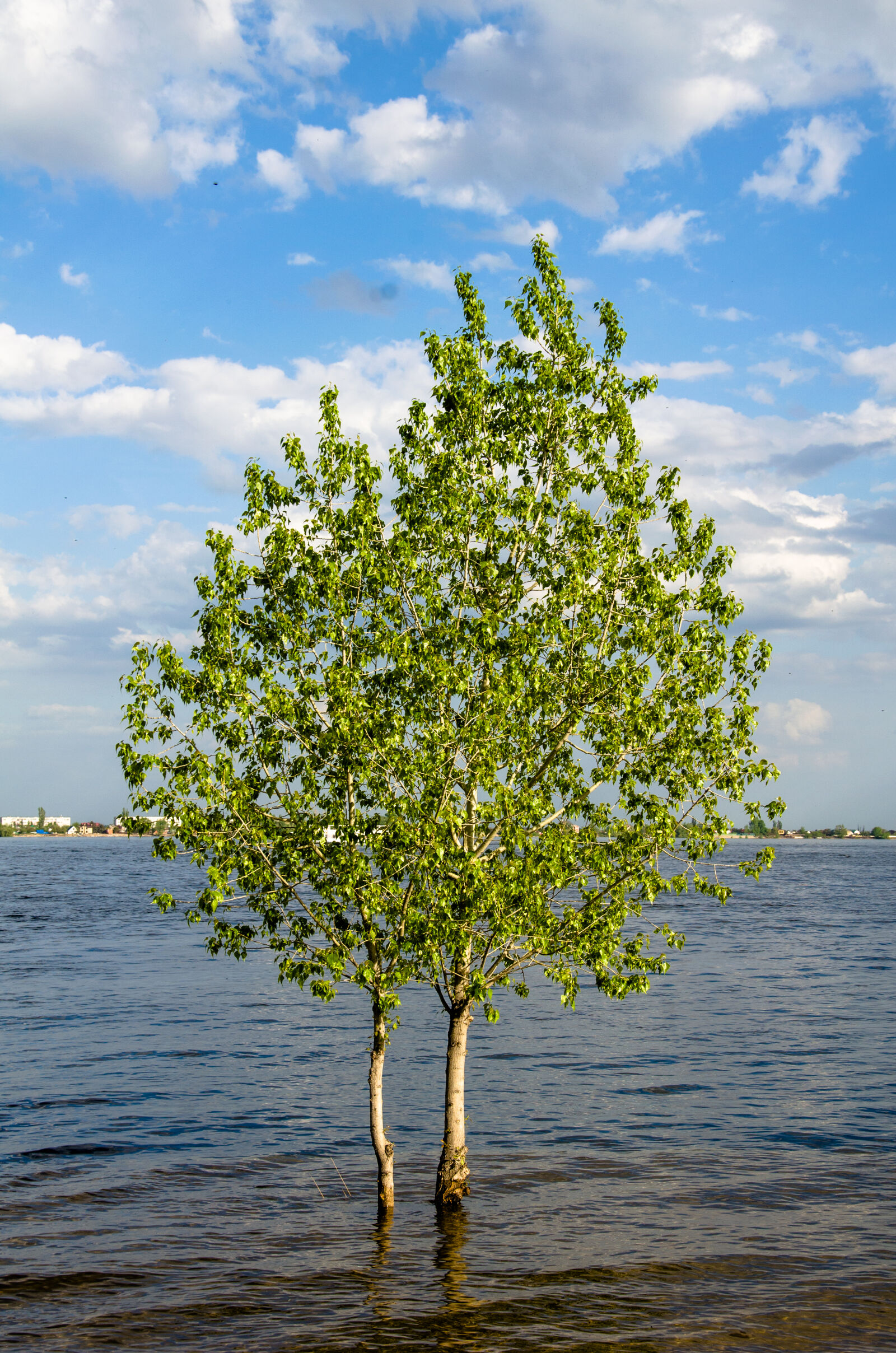Nikon D5100 sample photo