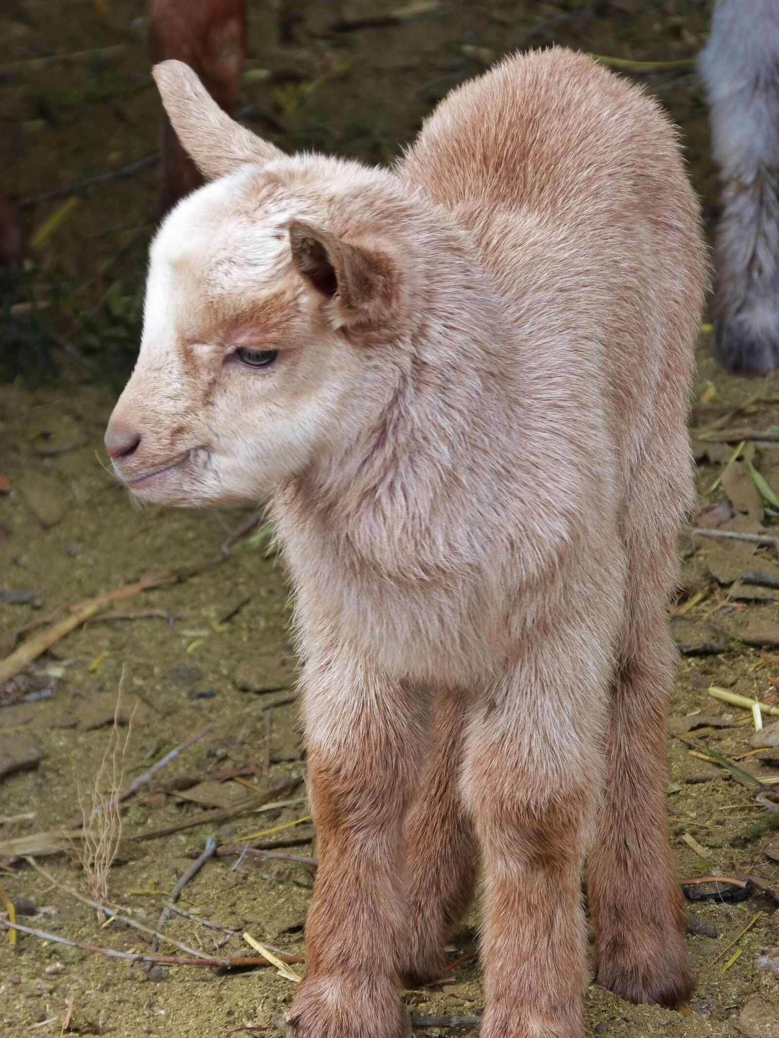 Panasonic DMC-FZ62 sample photo. Kid, goat, newborn photography