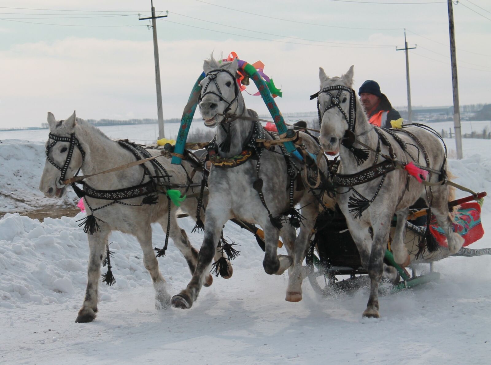 Canon EOS 1100D (EOS Rebel T3 / EOS Kiss X50) sample photo. Threesome, horse, sani photography