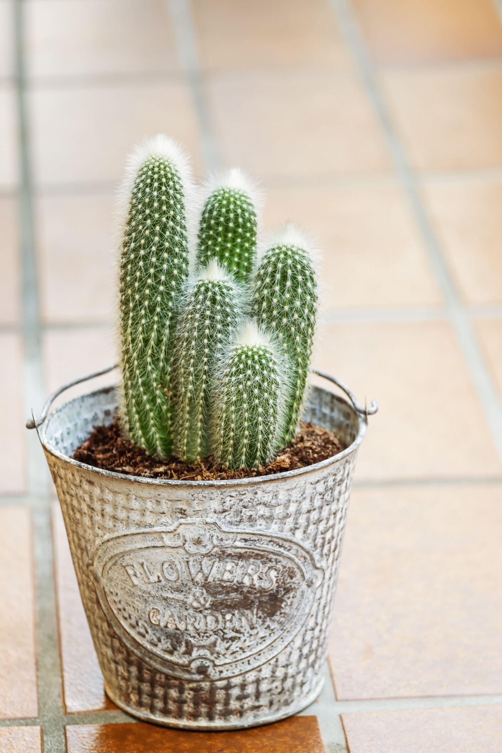 Fujifilm XF 55-200mm F3.5-4.8 R LM OIS sample photo. Cactus, houseplant, plant photography