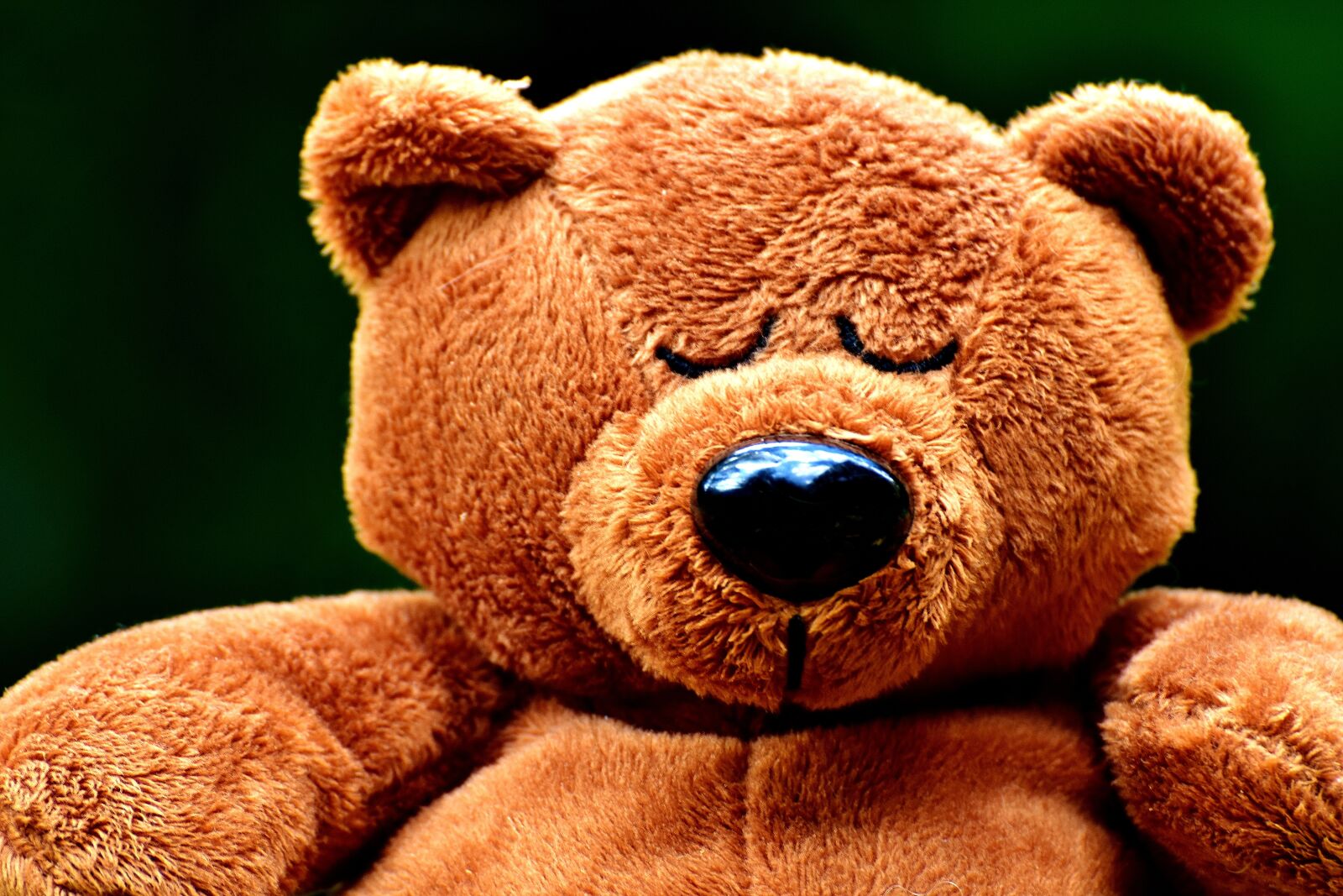 Nikon D7200 sample photo. Teddy, cute, sleep photography