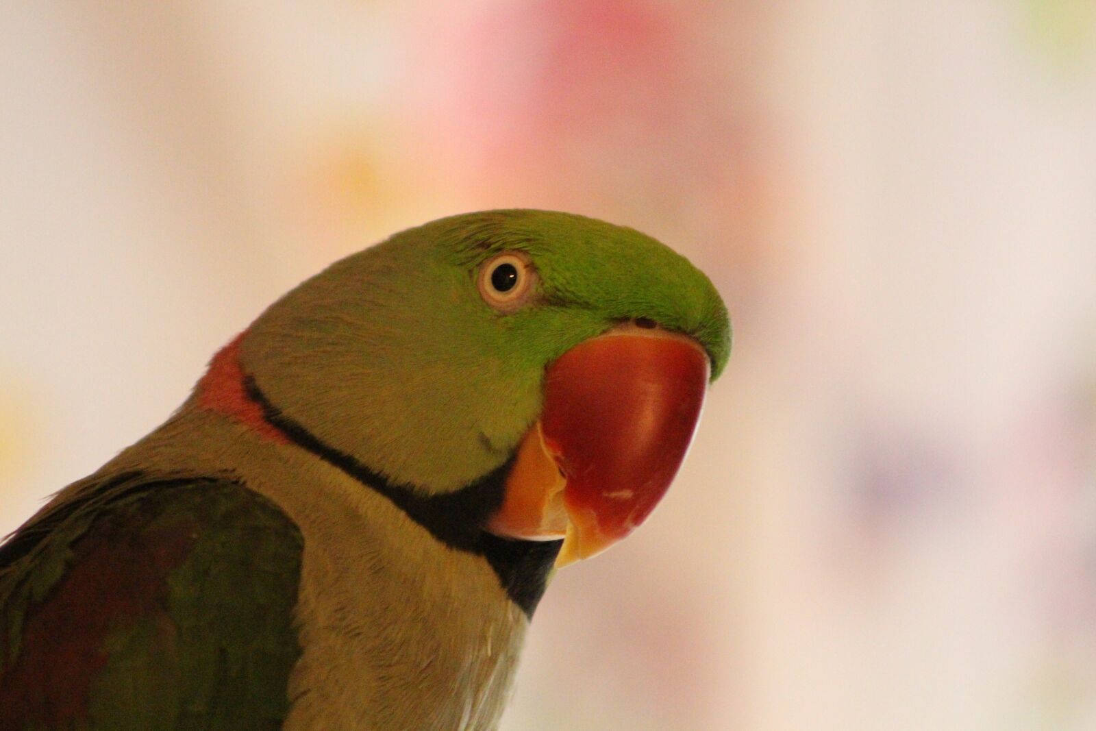Canon EOS 700D (EOS Rebel T5i / EOS Kiss X7i) sample photo. Bird, parrot, animal photography