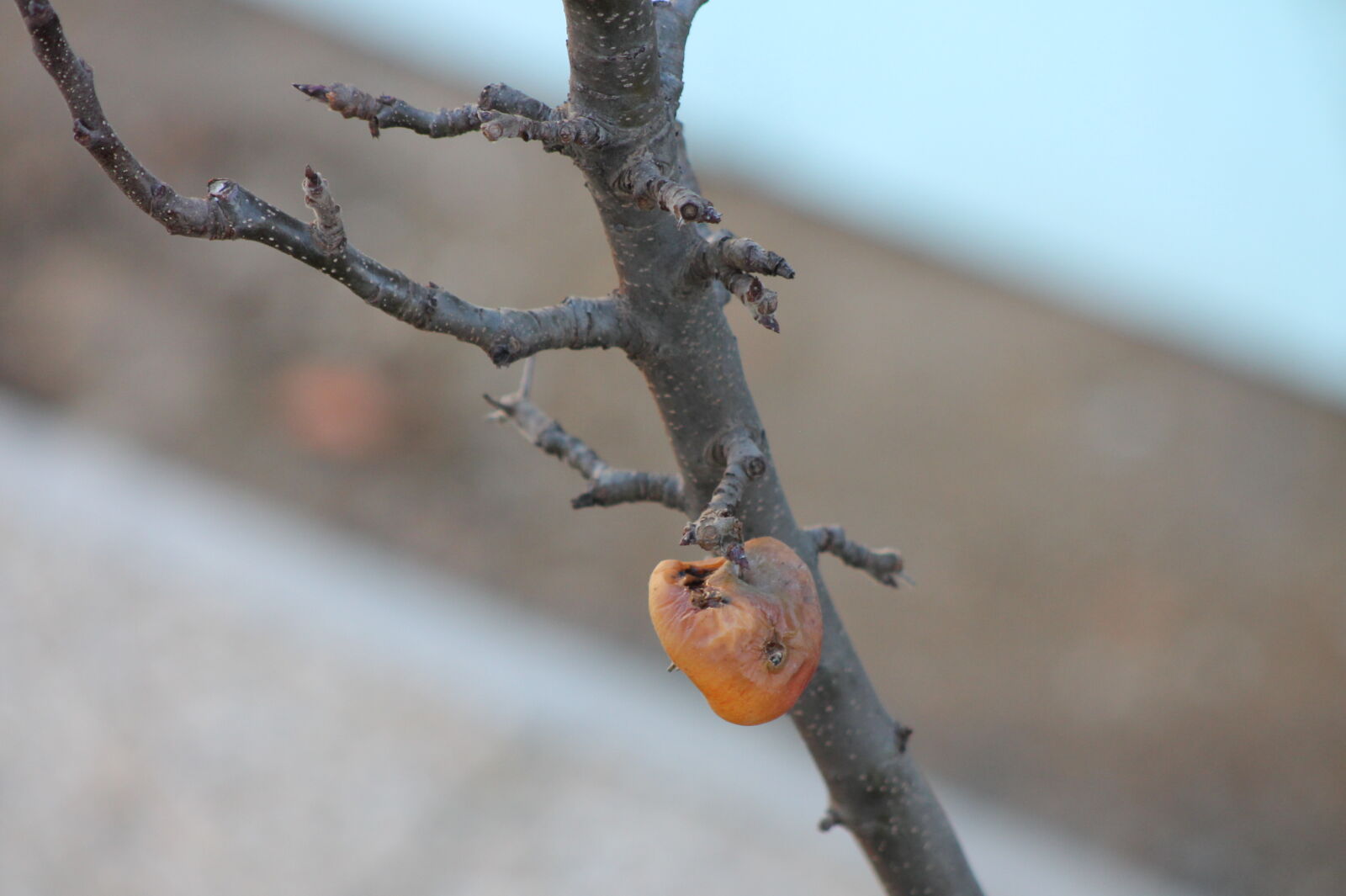 Canon EF 75-300mm f/4-5.6 sample photo. Old, apple photography