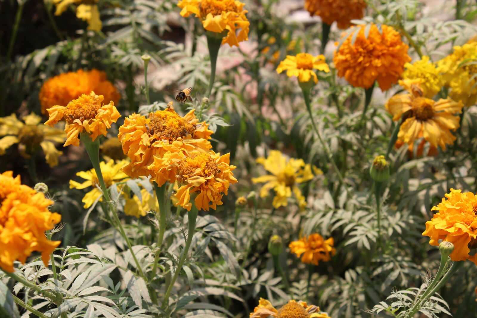 Canon EOS 1200D (EOS Rebel T5 / EOS Kiss X70 / EOS Hi) sample photo. Bee, flower, garden photography