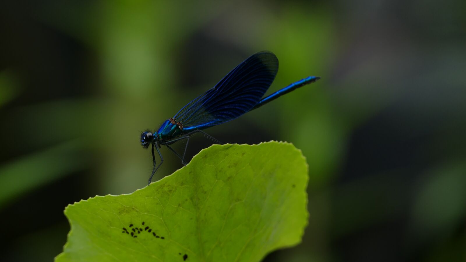 Panasonic Lumix DMC-FZ1000 sample photo. Banded demoiselle, dragonfly, blue photography