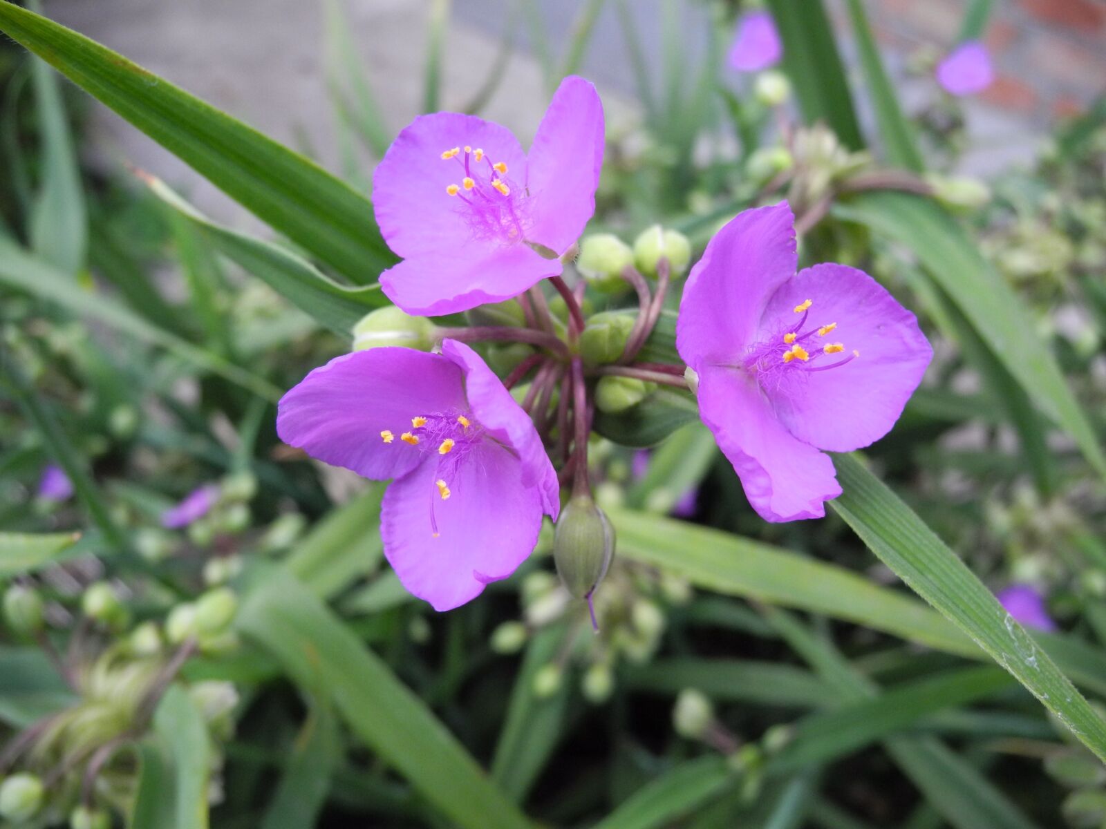 Nikon Coolpix P7100 sample photo. Flowers, purple, macro photography