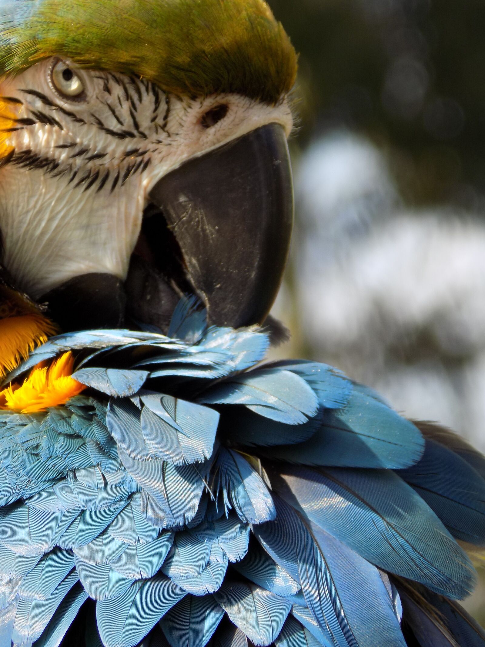 Nikon COOLPIX L340 sample photo. Bird, feather, wildlife photography
