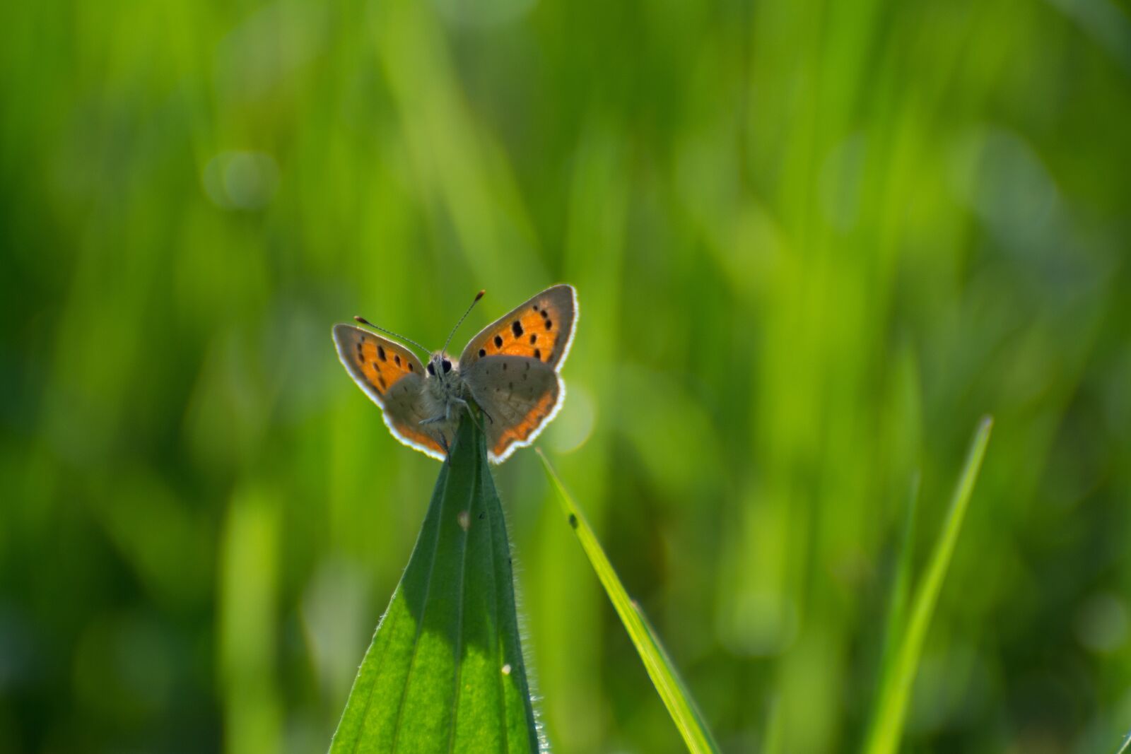 Nikon D7100 sample photo. Butterfly, desktop, background photography