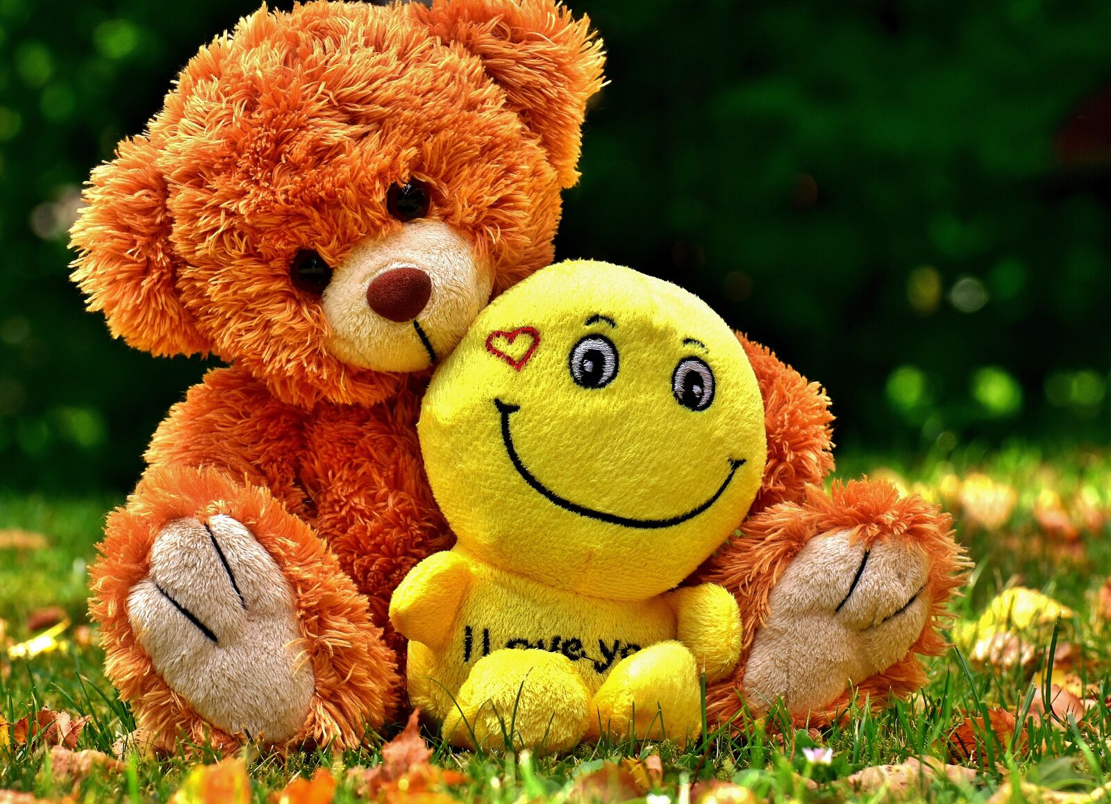 Nikon D7200 sample photo. Teddy, cute, smiley photography