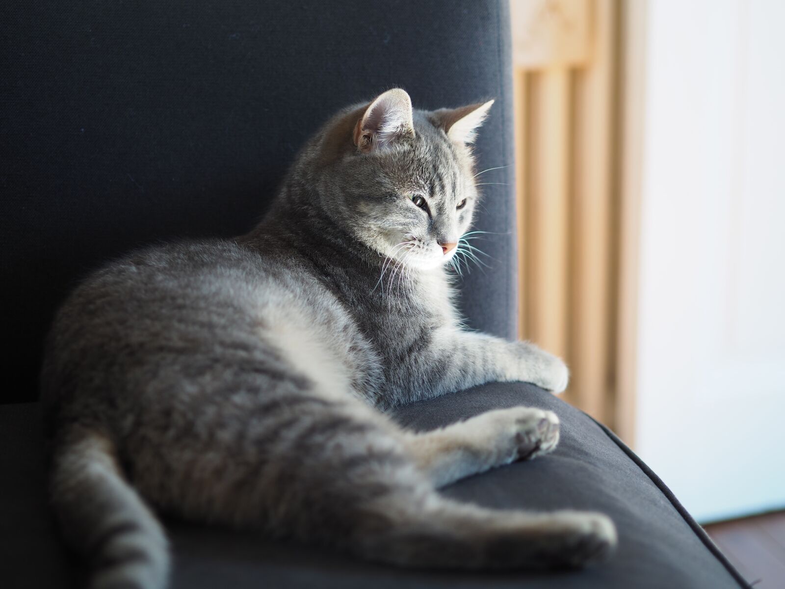 Olympus M.Zuiko Digital 45mm F1.8 sample photo. Grey cat, cat lying photography