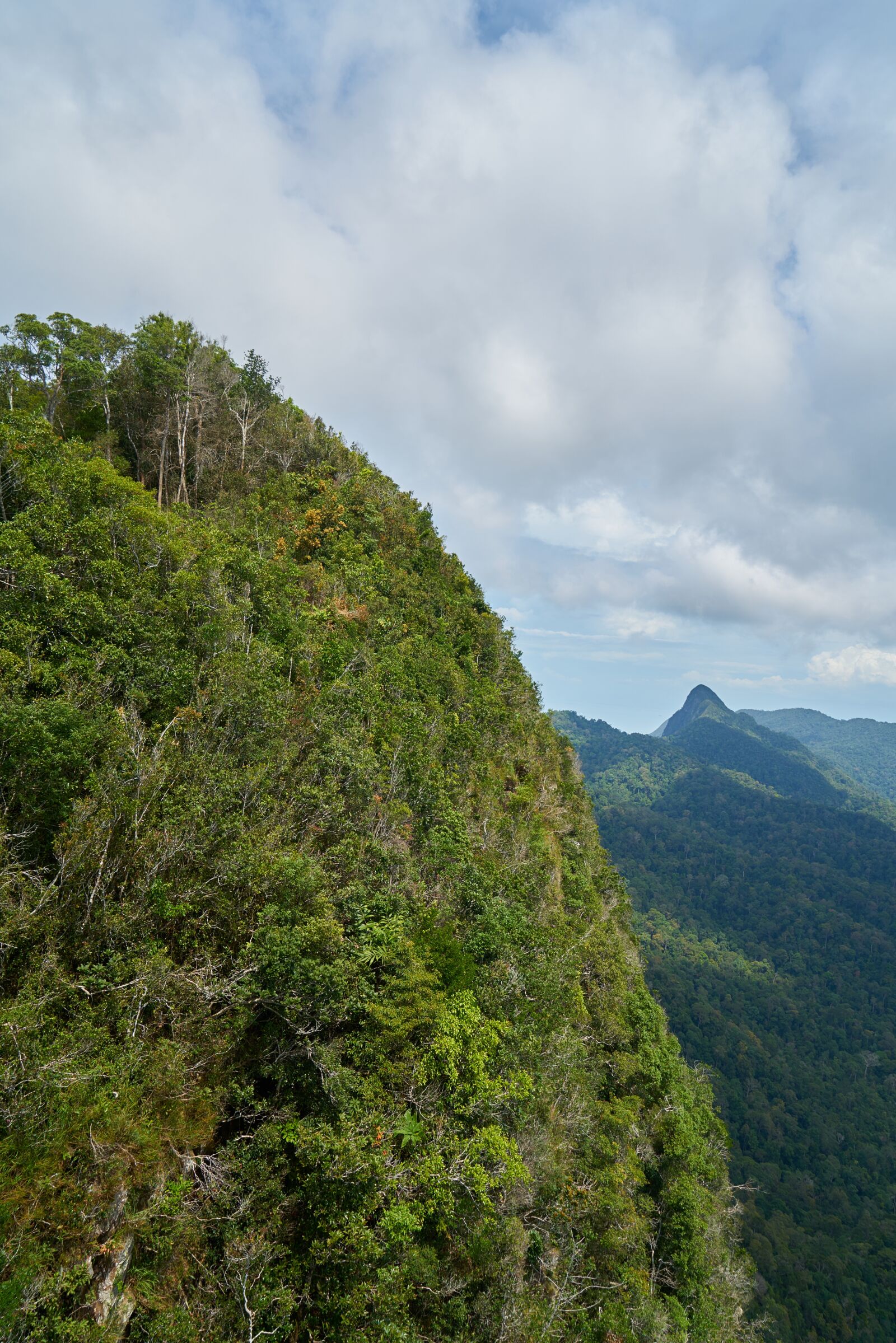 Sony a7R II sample photo. Mountain, tree, taylor photography