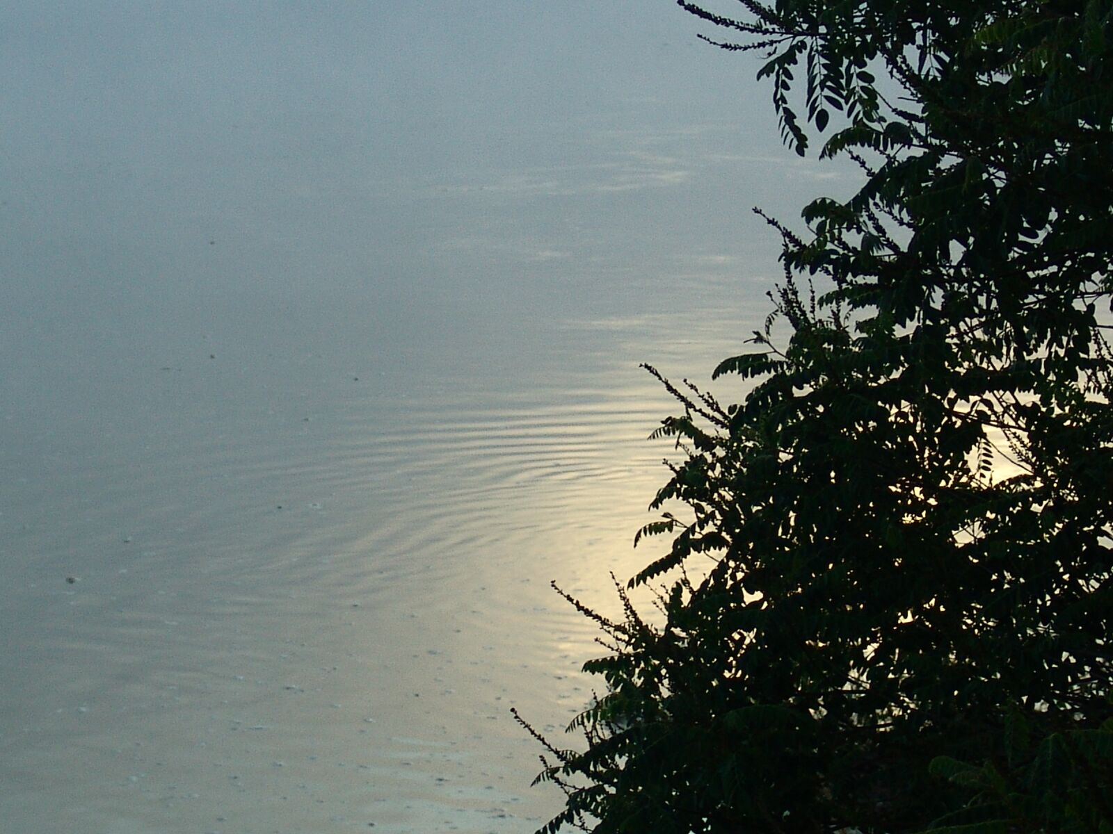Sony DSC-F828 sample photo. Dawn, island, drava photography