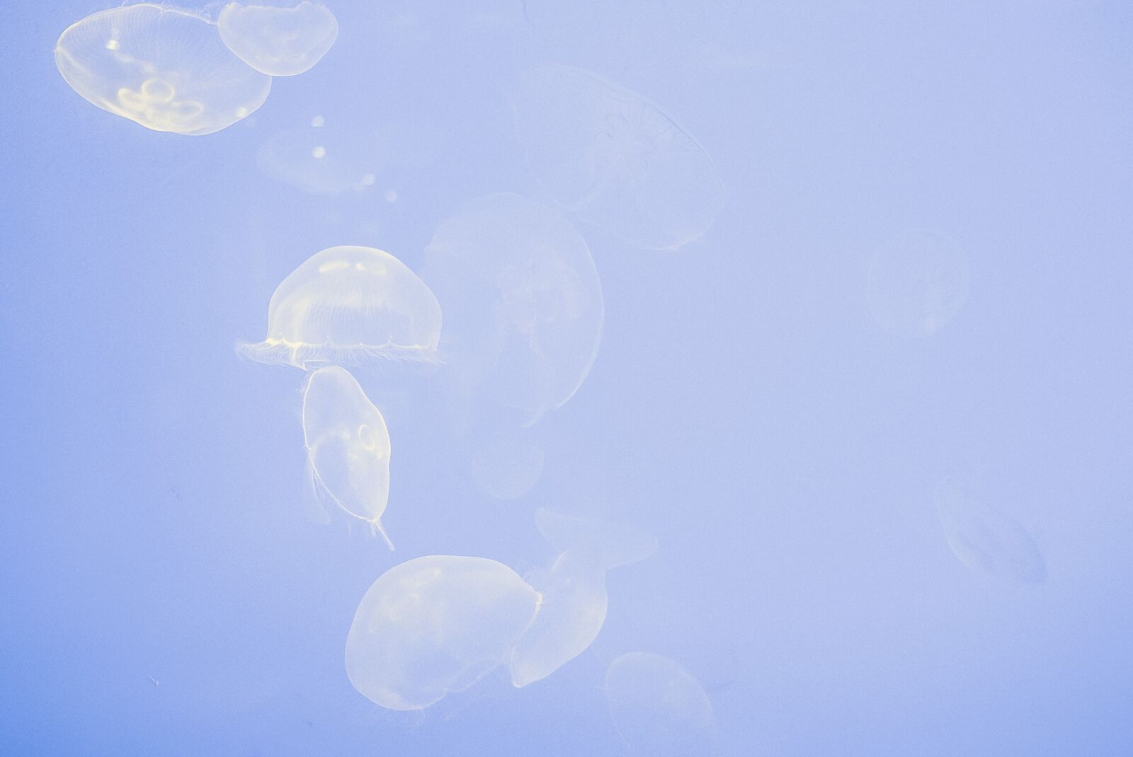 Leica X1 sample photo. Animals, floating, jellyfishes photography