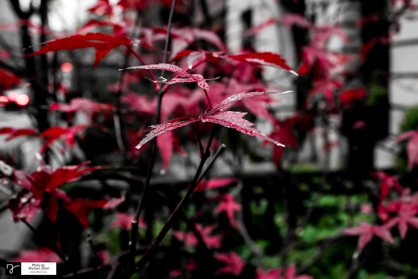 Canon EOS 600D (Rebel EOS T3i / EOS Kiss X5) sample photo. Close, up, of, red photography