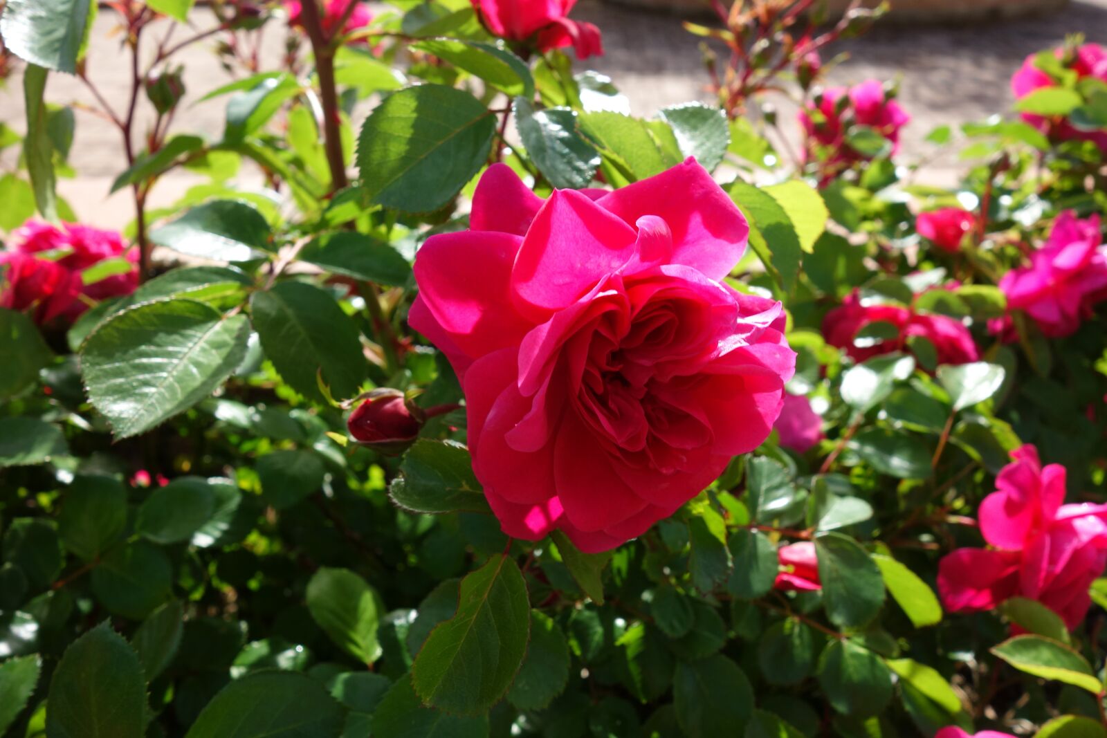 Sony Cyber-shot DSC-RX100 sample photo. Rose, flower, pink photography