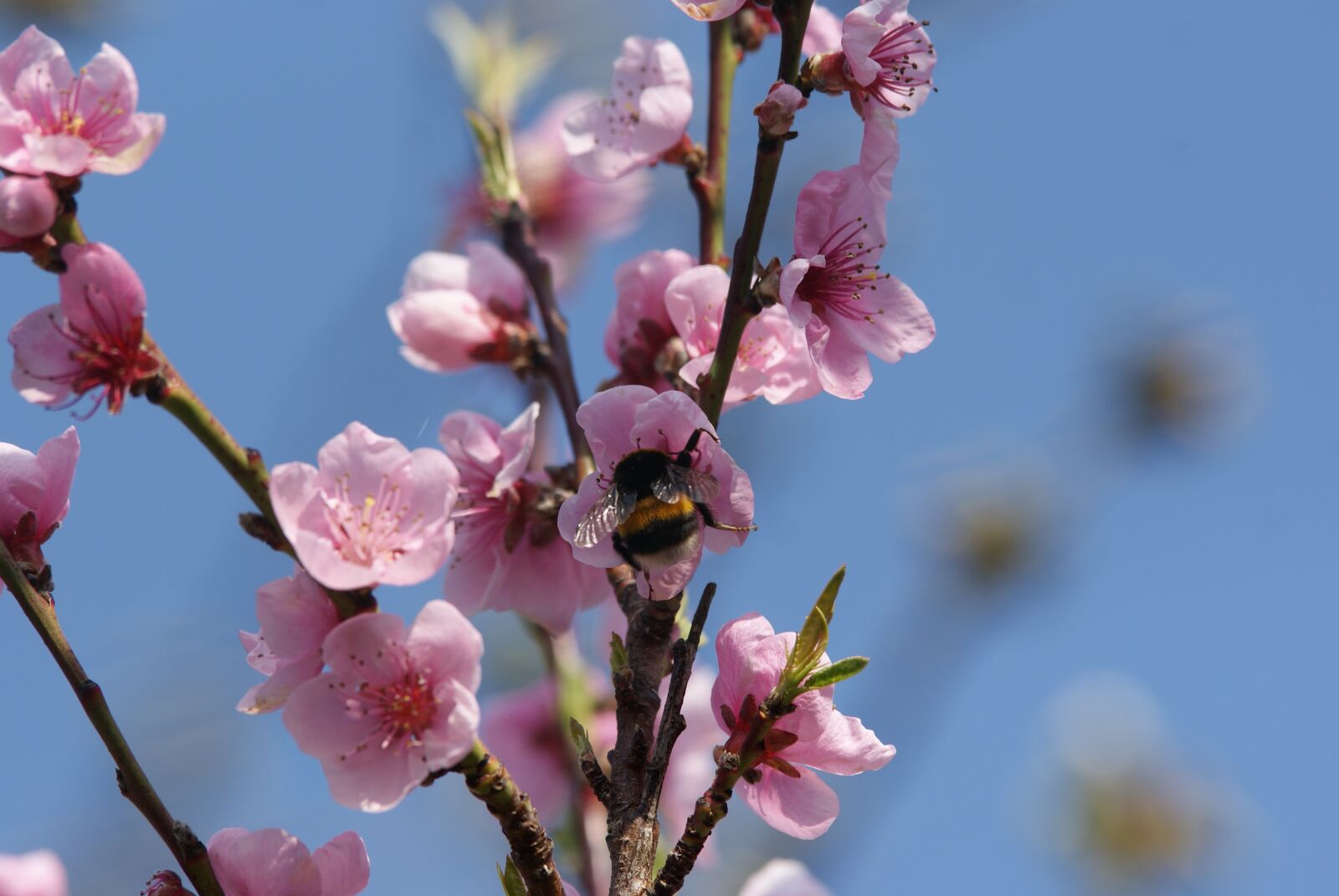 Sony Alpha DSLR-A230 sample photo. Bourdon, flower, sin photography