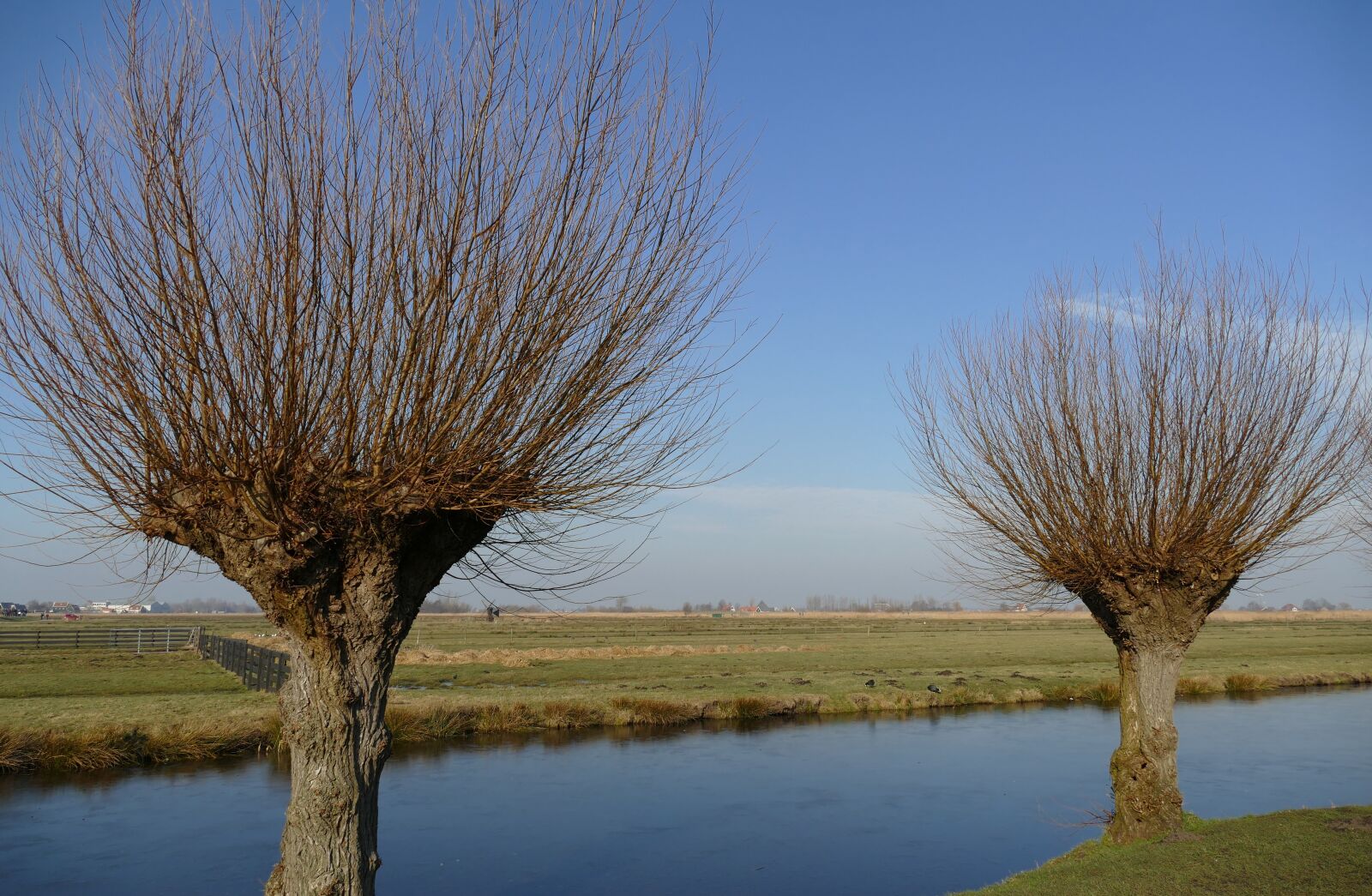 Panasonic Lumix DMC-FZ1000 sample photo. Ditch, water, willow photography