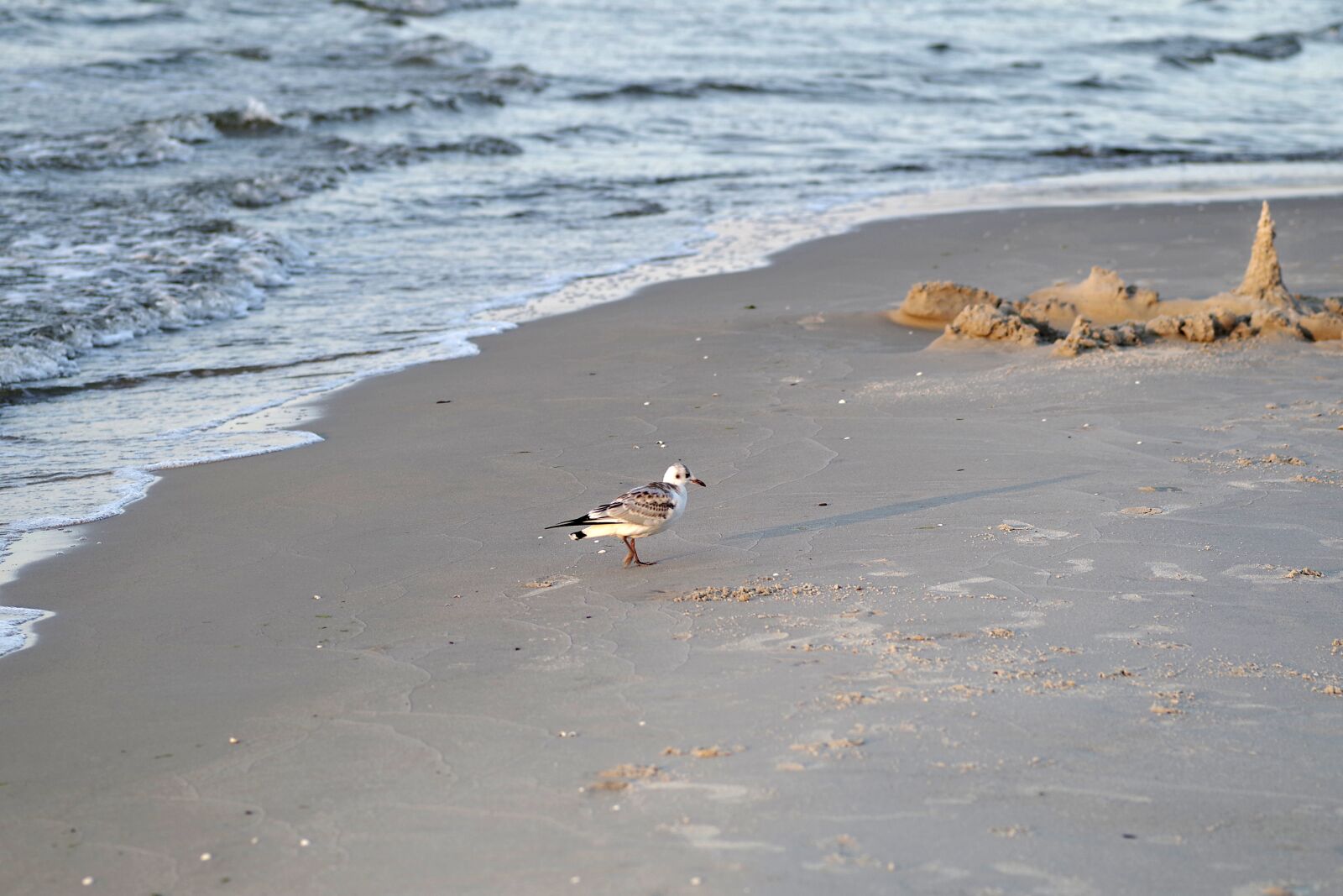 Pentax K-S2 sample photo. Beach, wild, seagull photography