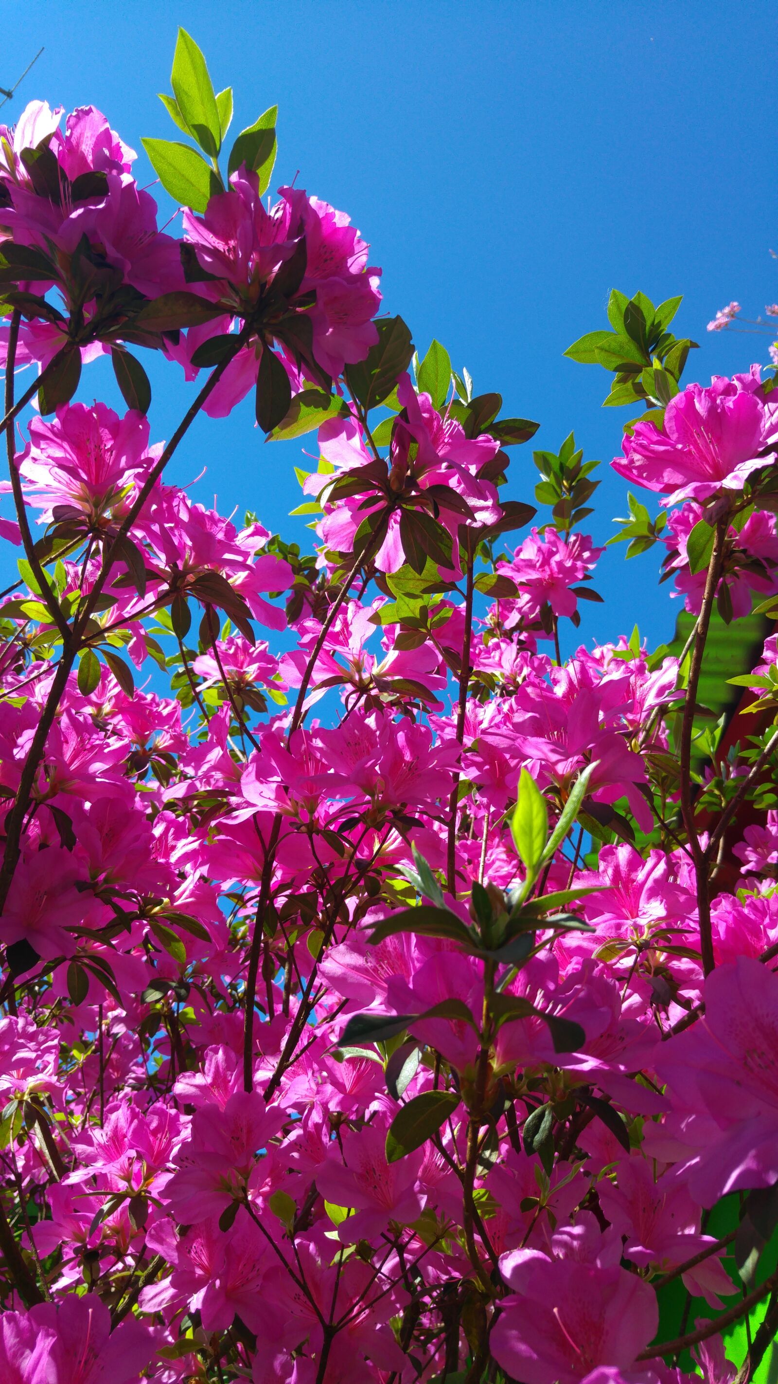 LG G4 sample photo. Azalea, flower, pink photography