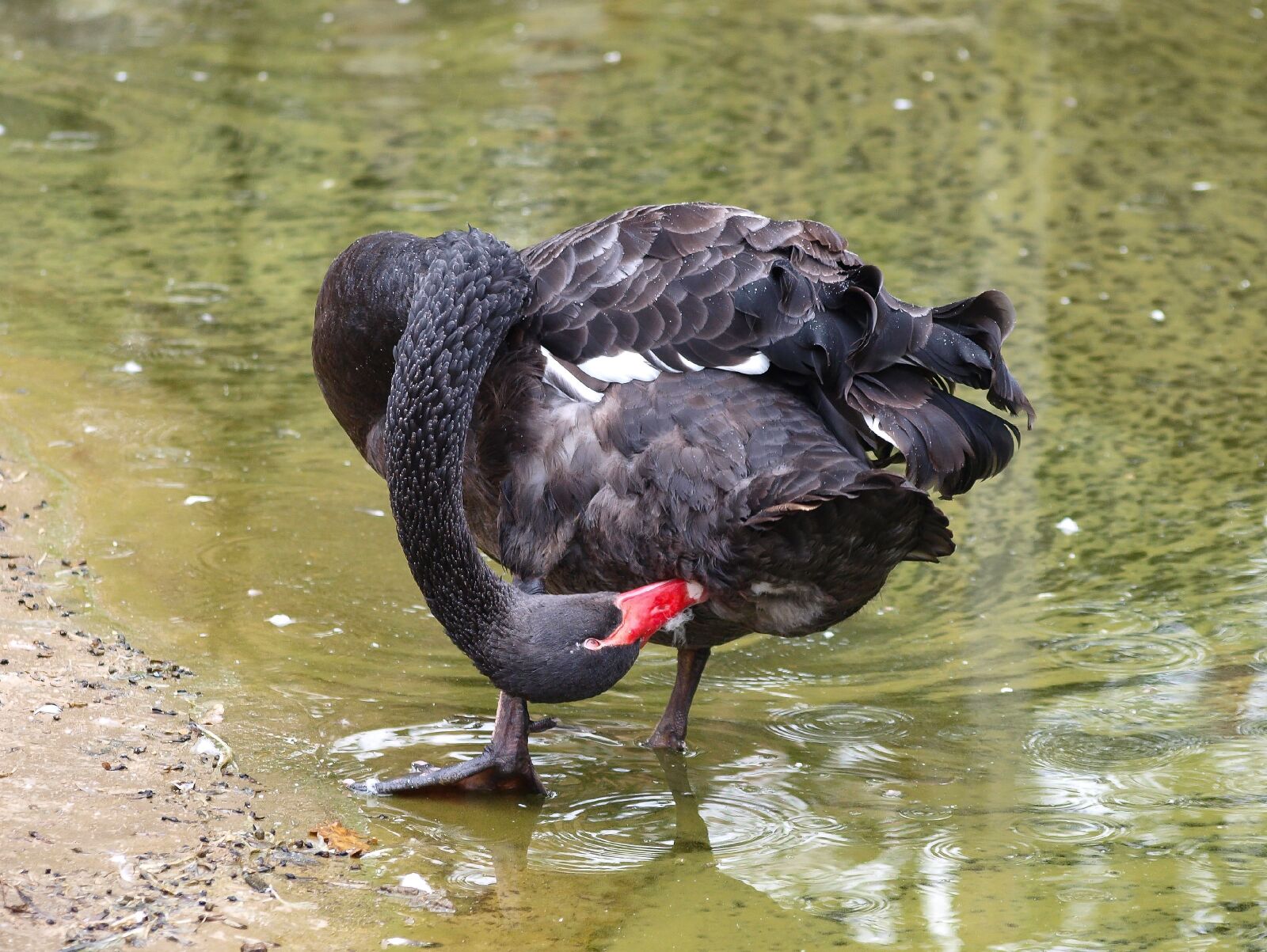 Olympus E-420 (EVOLT E-420) sample photo. Swans, black swan, bird photography