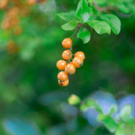 Canon EF 50mm F1.8 STM sample photos - ExploreCams