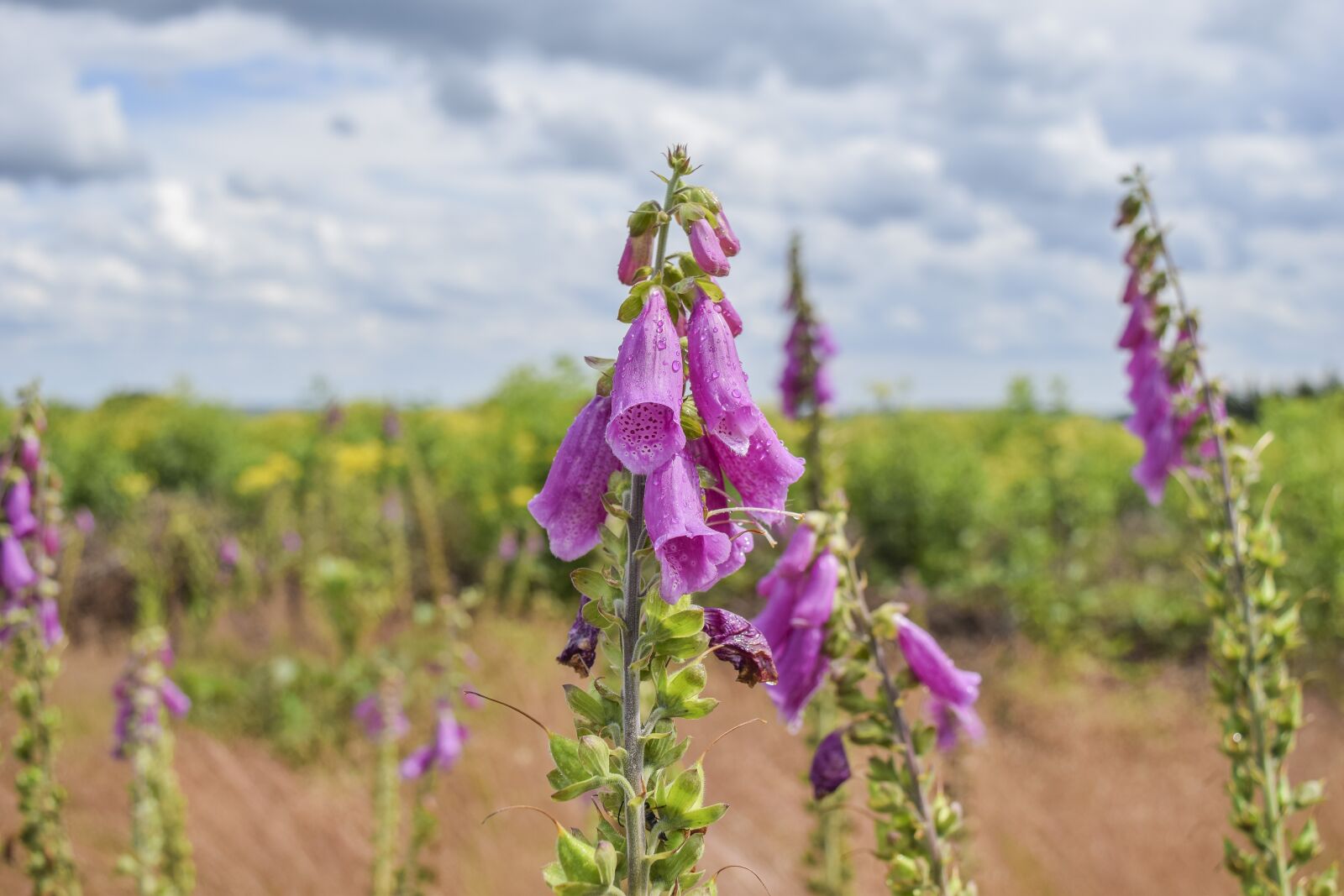 Nikon D3300 sample photo. Flowers, thimble, plant photography
