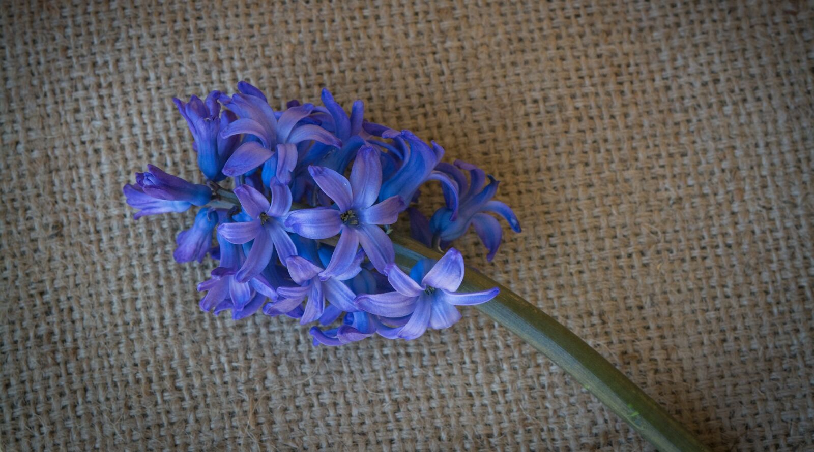 Nikon D7100 sample photo. Hyacinth, flower, blue photography