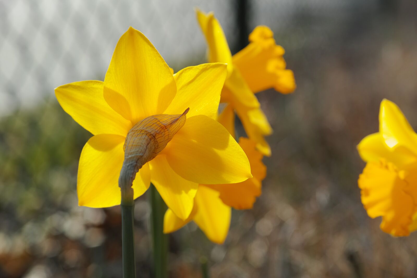 Sony 50mm F2.8 Macro sample photo. Daffodils, spring, flower photography