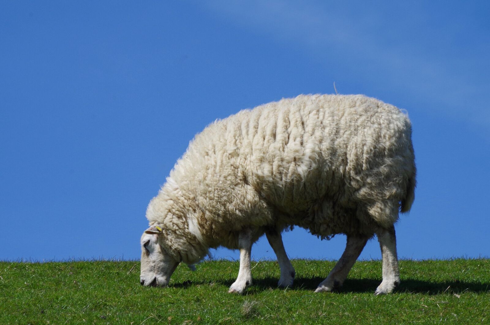 Pentax K-30 sample photo. Sheep, wool, animal photography