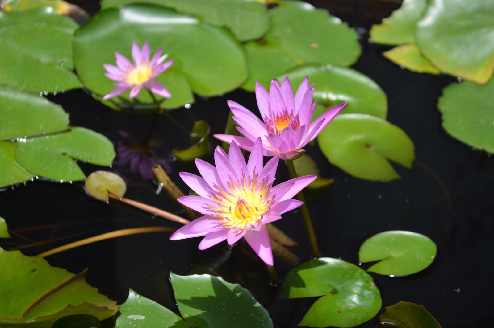 Nikon D3200 sample photo. Lotus, kam temple, lotus photography