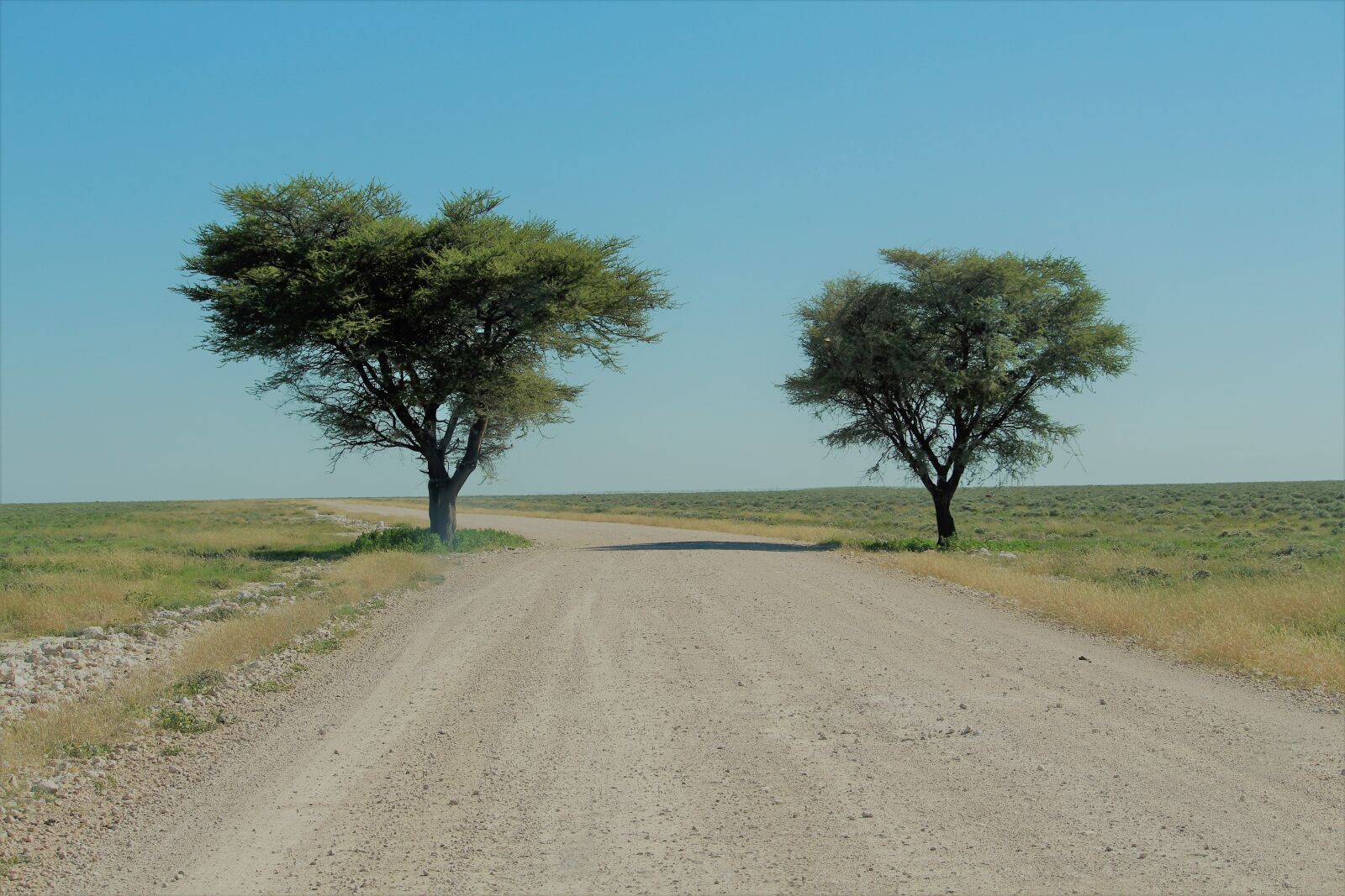 Canon EF-S 55-250mm F4-5.6 IS STM sample photo. Namibia, etosha, savannah photography