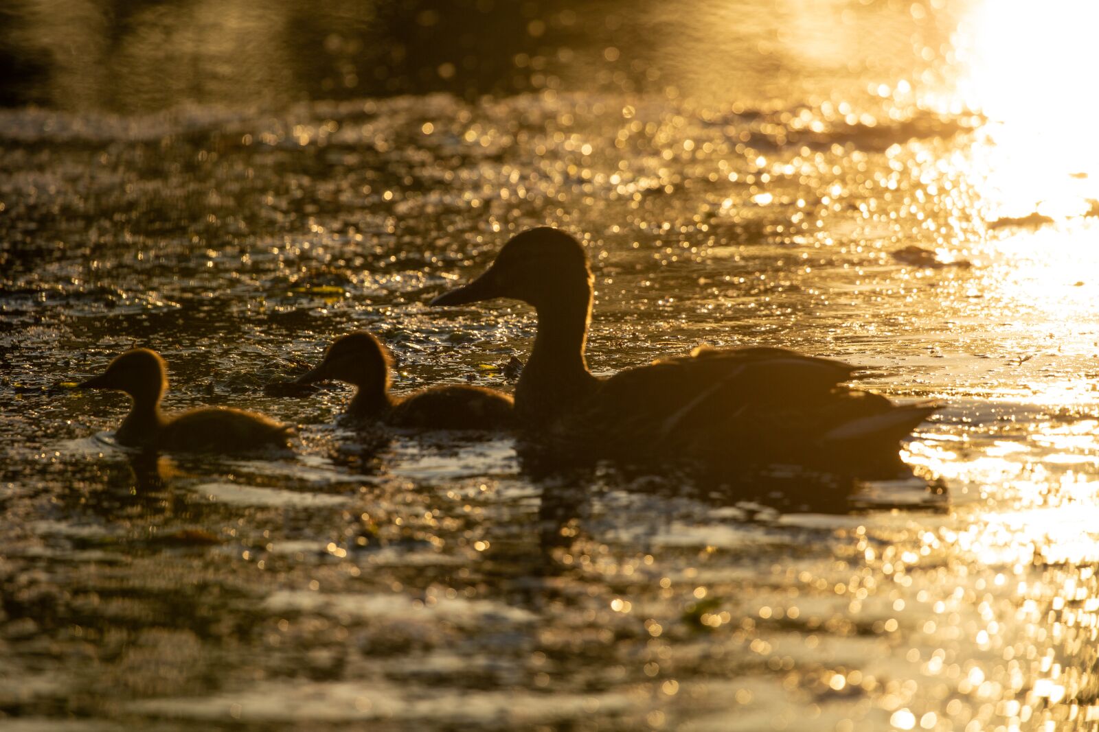 Canon EOS 5D Mark III sample photo. Baby ducks, duckings, mallard photography