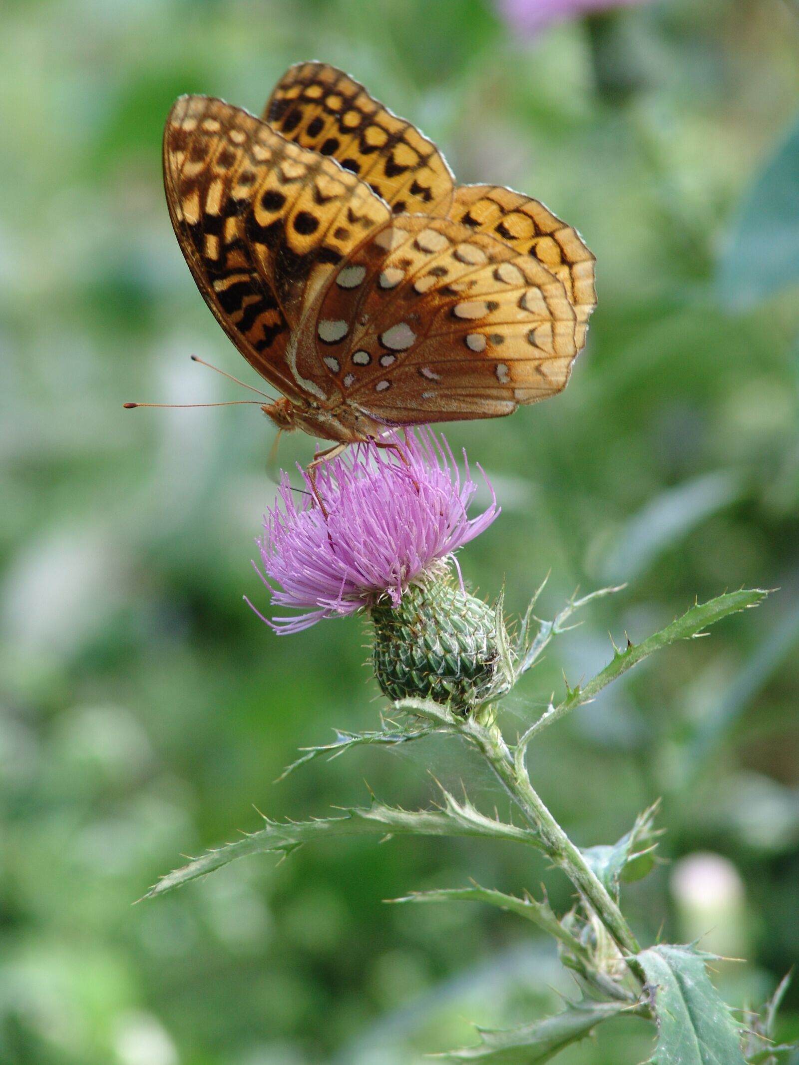 Sony DSC-F828 sample photo. Butterfly, nature, summer photography