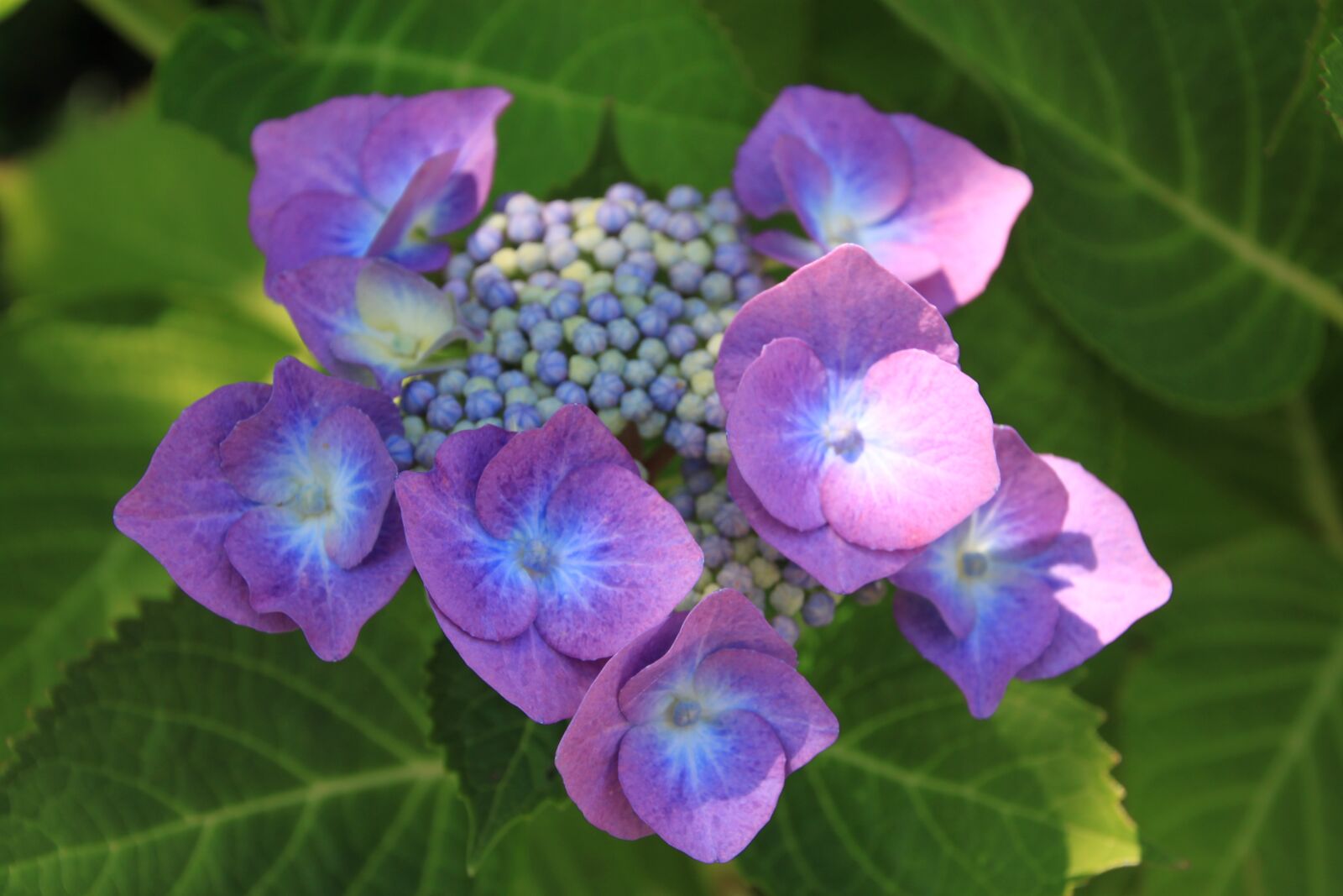 Canon EOS 500D (EOS Rebel T1i / EOS Kiss X3) sample photo. Purple, flower, purple flower photography