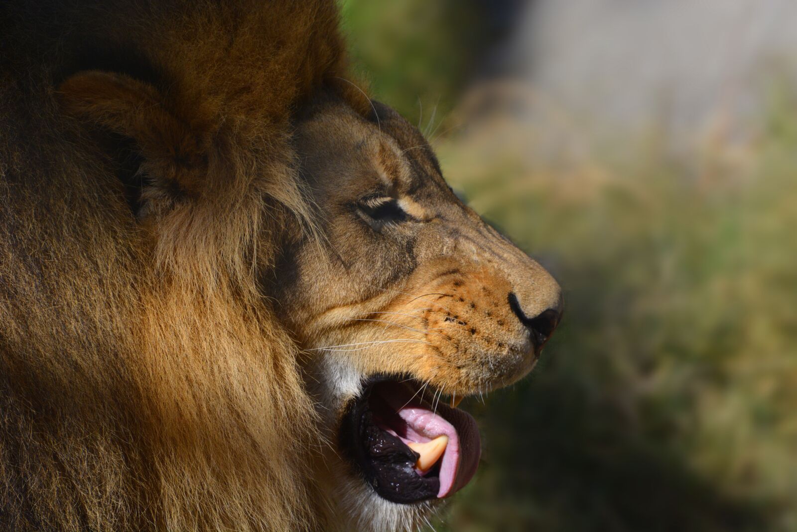 Nikon D7100 sample photo. Mammal, animal, wildlife photography
