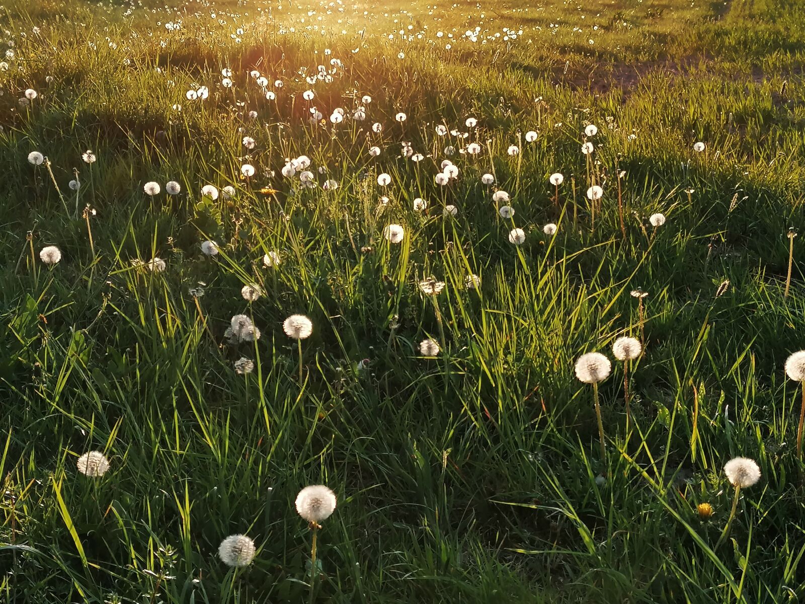 HUAWEI P30 LITE sample photo. Dandelion, blossom, bloom photography