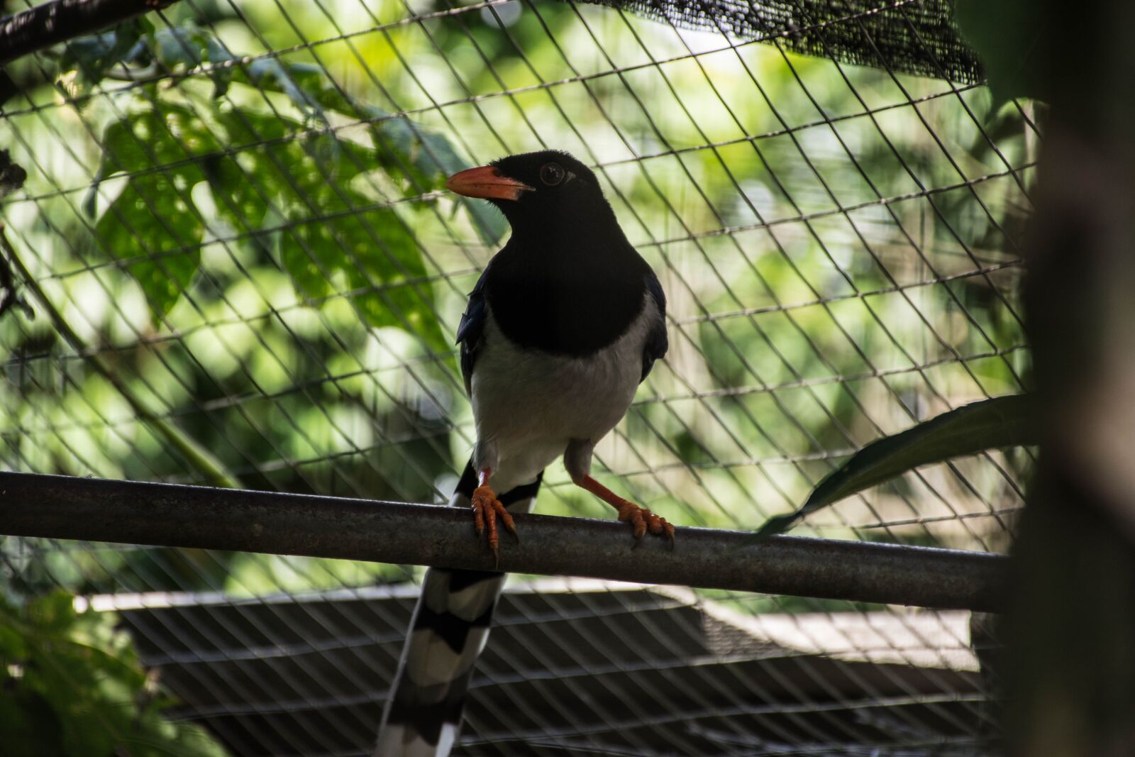 Nikon D7200 sample photo. Birds, nature, flying birds photography