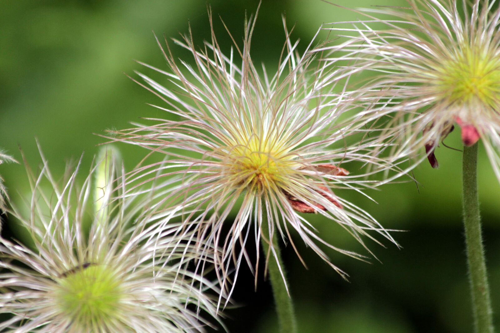 Canon EOS 650D (EOS Rebel T4i / EOS Kiss X6i) sample photo. Clematis, fruit, furry photography