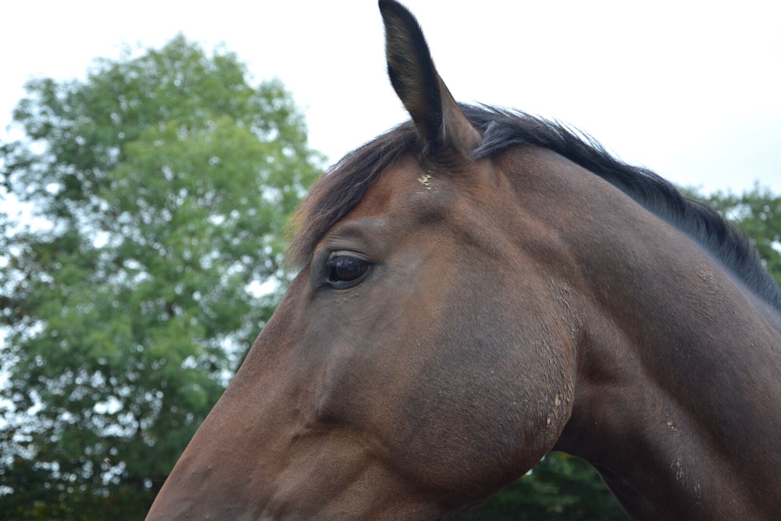 Nikon D5200 sample photo. Horse, profile, plays horse photography