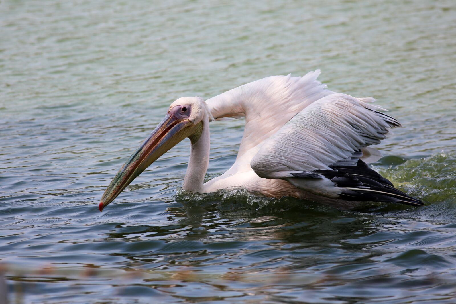 Canon EOS 5D Mark III sample photo. Pelican swimming in lake photography