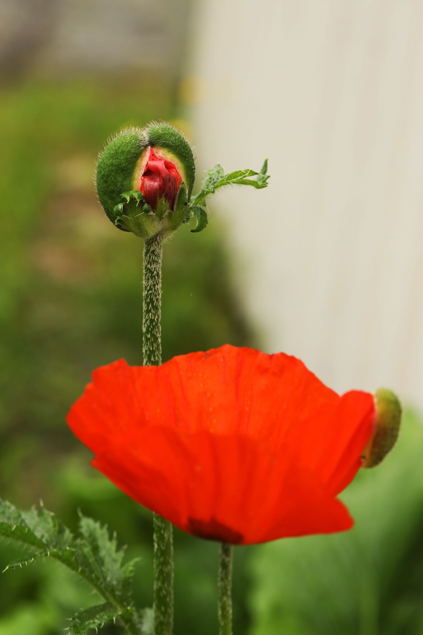 Canon EF 100mm F2.8L Macro IS USM sample photo. Poppy, flower, garden photography