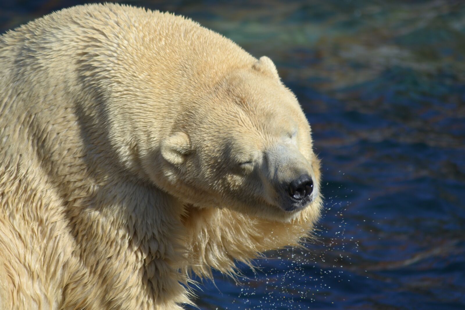Nikon D3100 sample photo. Polar bear, water, predator photography
