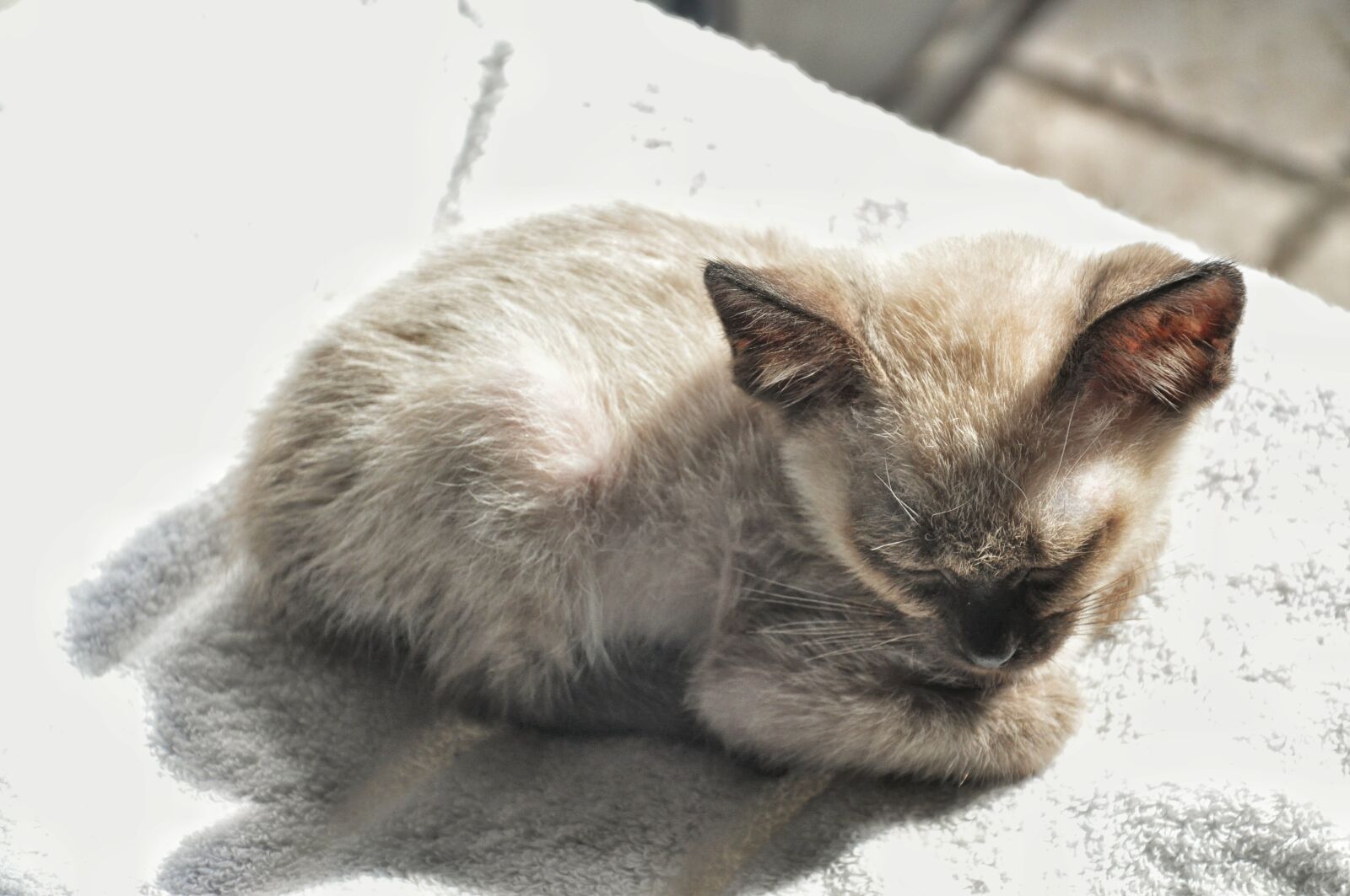 Nikon D90 sample photo. Cat, light, sleep photography