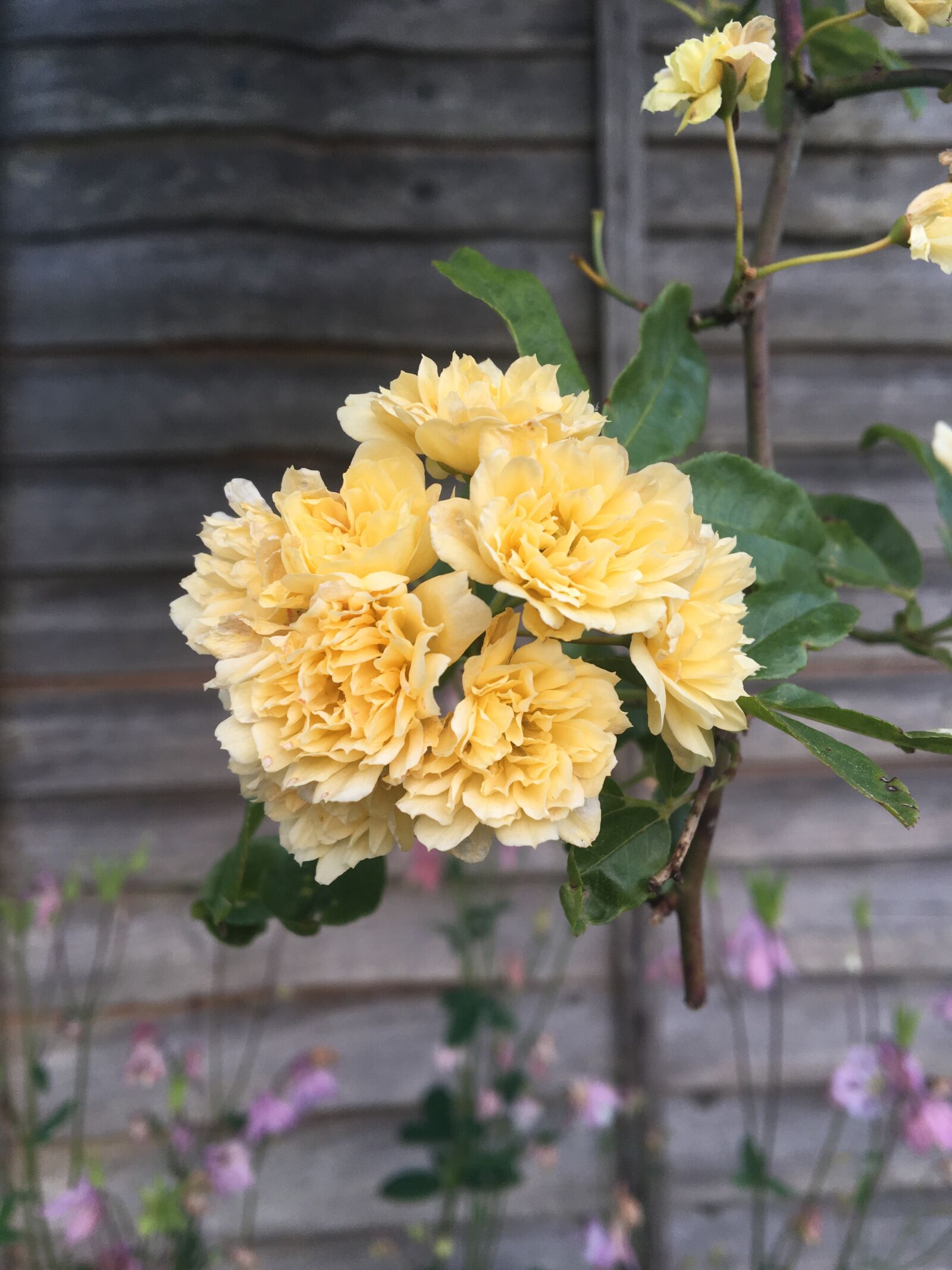 Apple iPhone 6s sample photo. Flowers, fence, twig photography